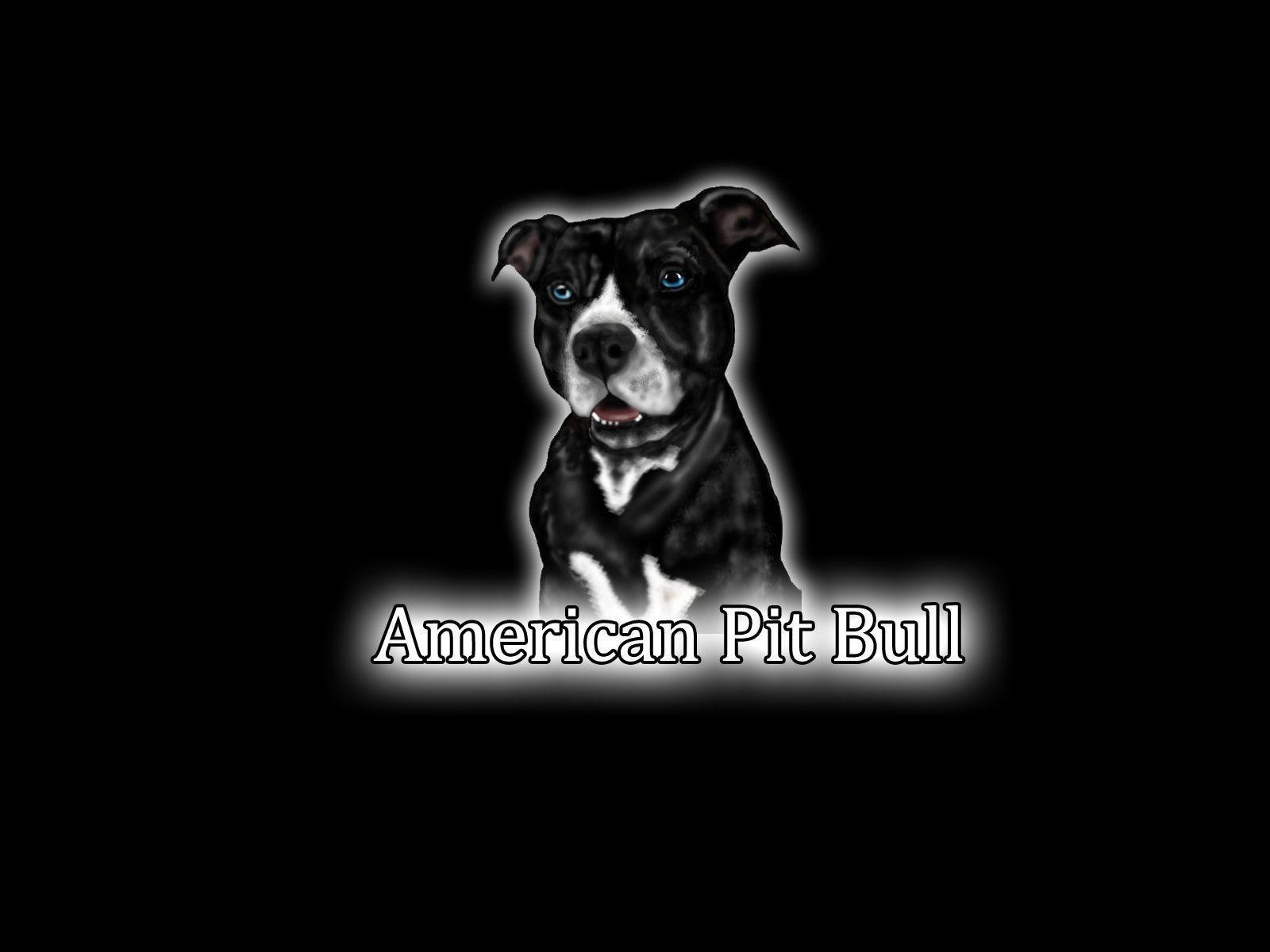 American Pit bull terrier wallpaper