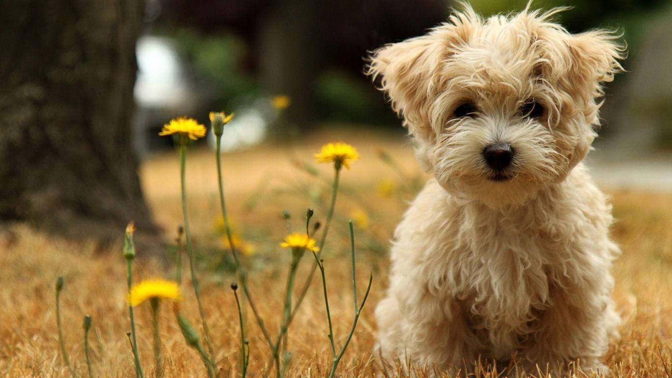 Cute And Funny Puppy Beside The Yellow Flowers Wallpaper