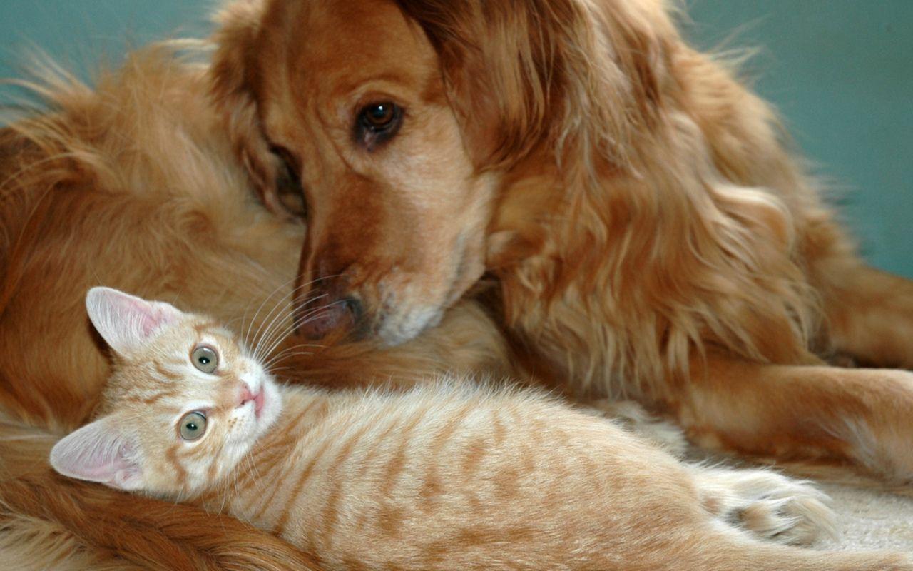 Cute Cats And Dogs Picture