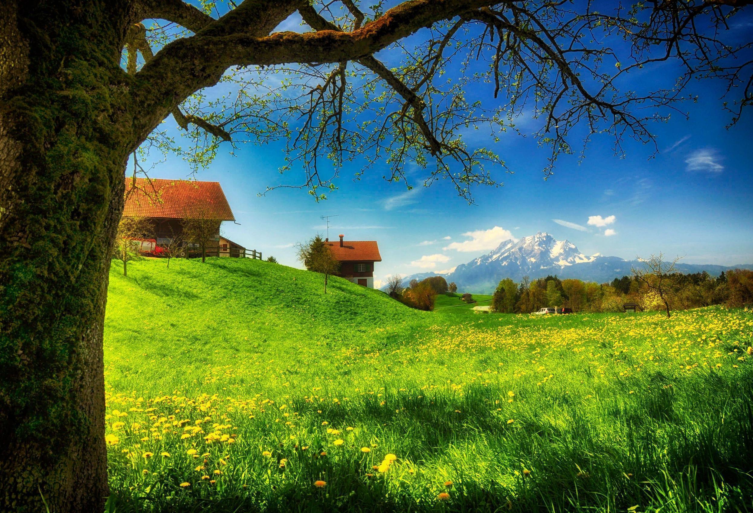 Spring meadow in the village wallpaper and image