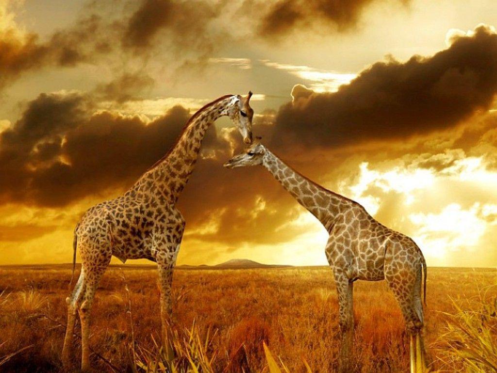 Best wallpaper of Giraffes at Safari 1024×768