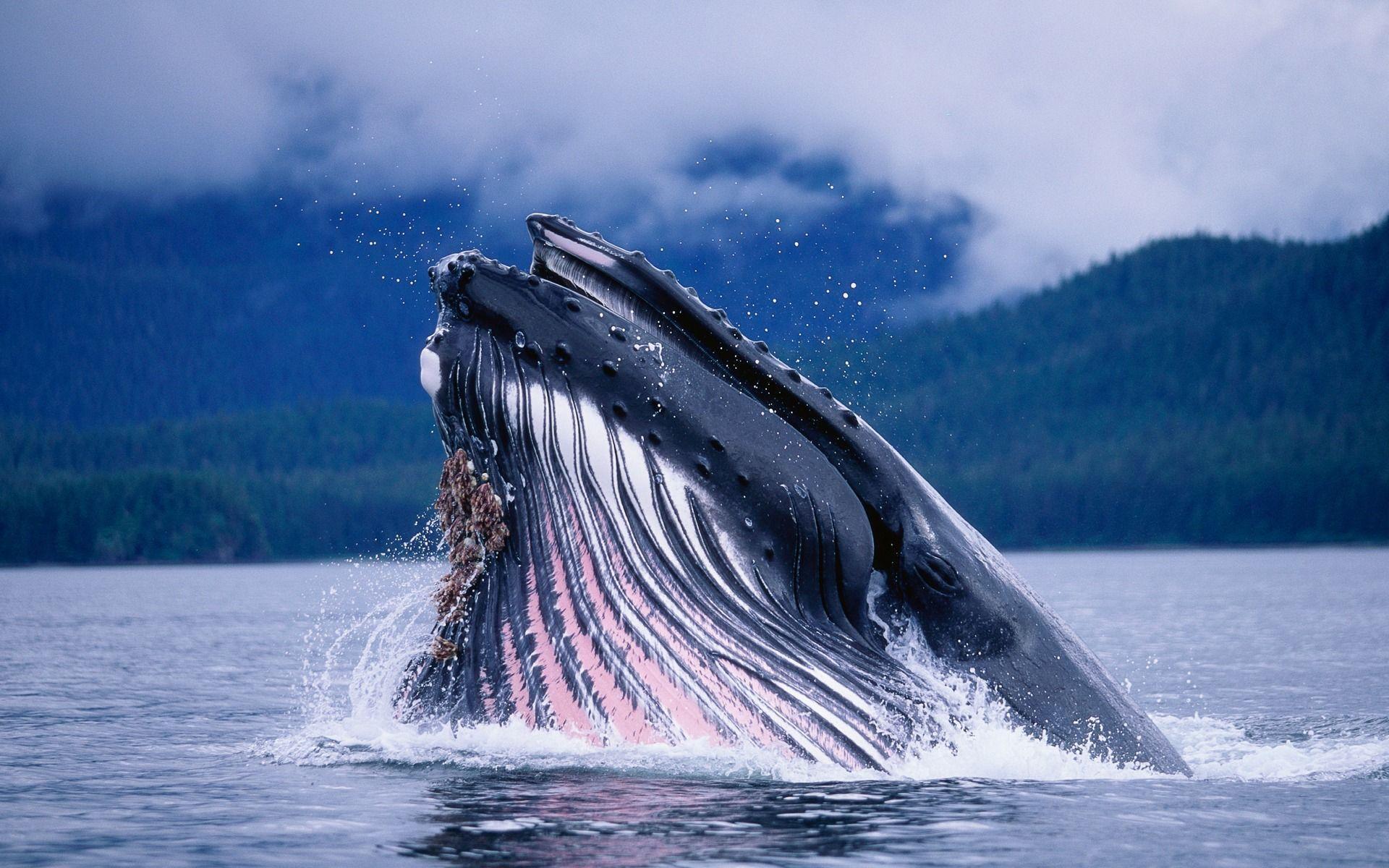 Humpback whales in Alaska Wallpaper wallpaper download