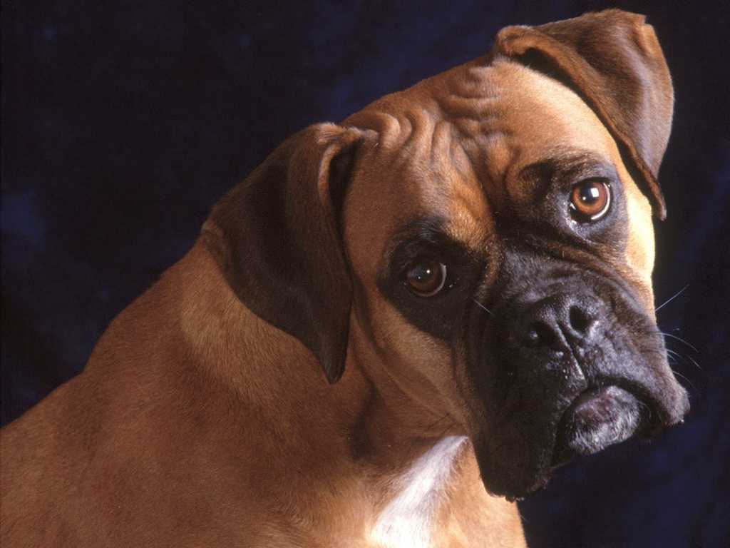 Boxer Dog Wallpaper Dog Breeds