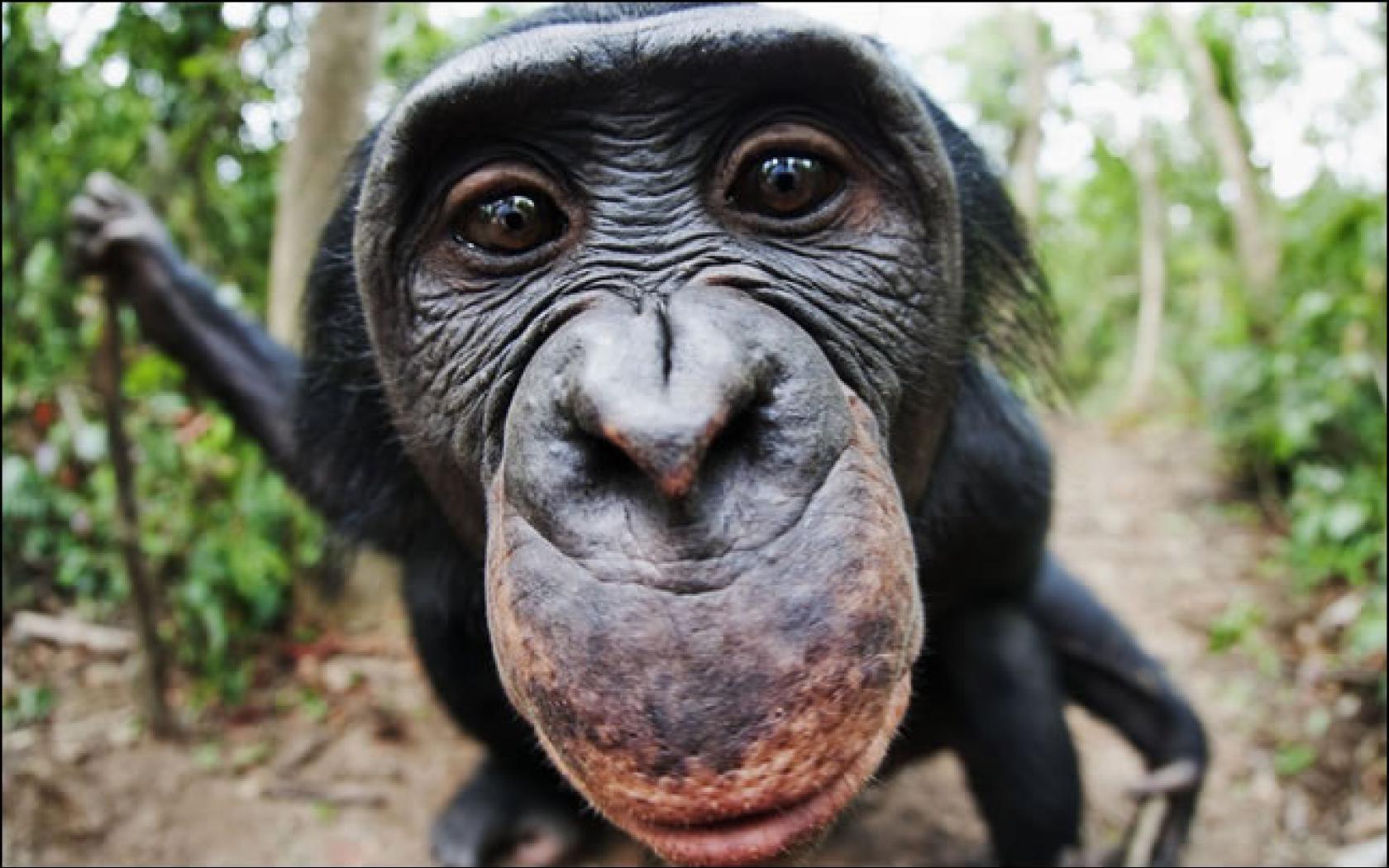 image For > Chimpanzee Baby Wallpaper