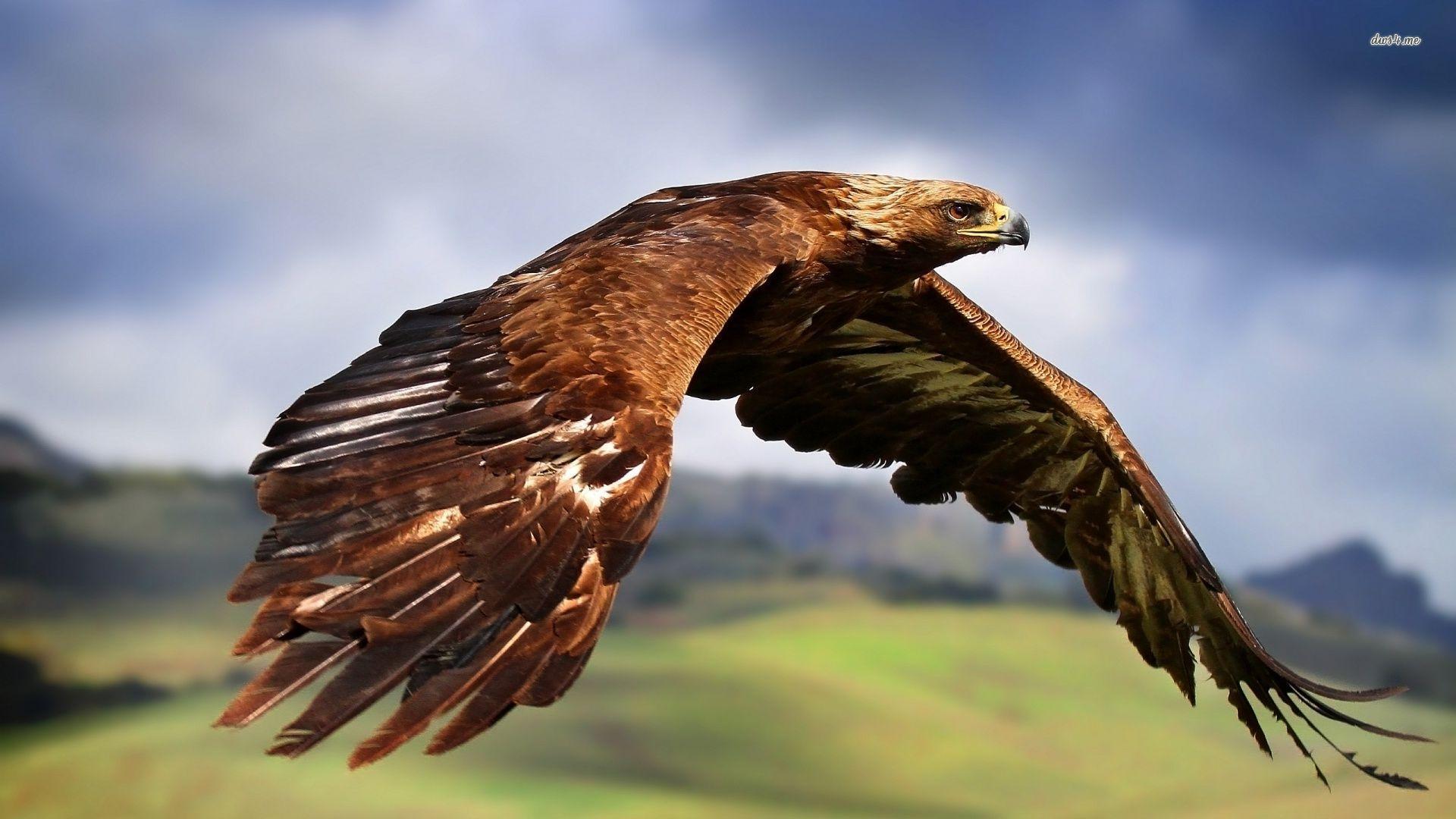 Resultado de imagen de golden eagle
