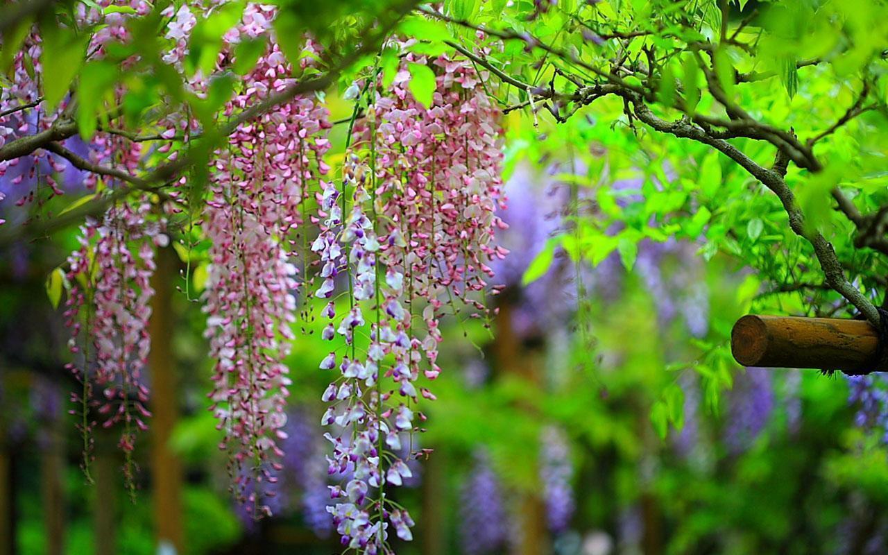 Wisteria Wallpapers - Wallpaper Cave