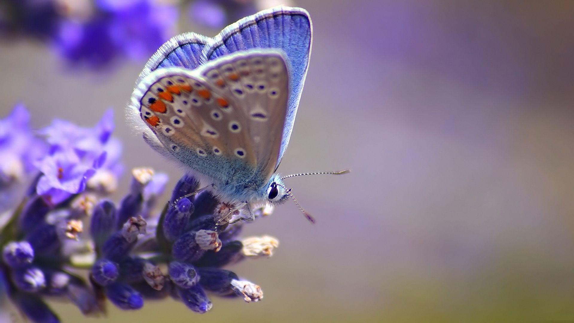 Purple Butterfly Wallpaper. One HD Wallpaper Picture
