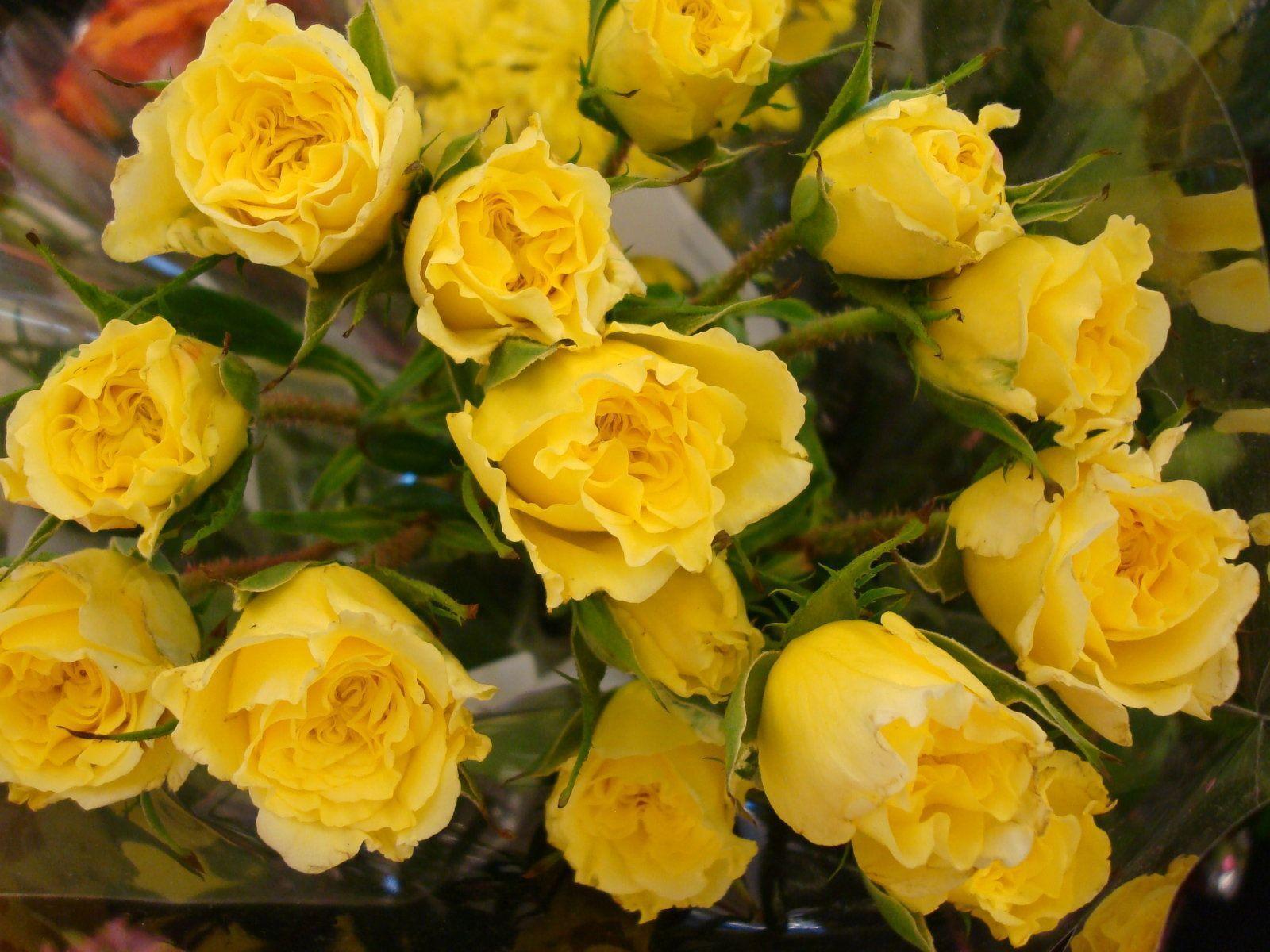 Yellow Roses. HD Wallpaper 1080p