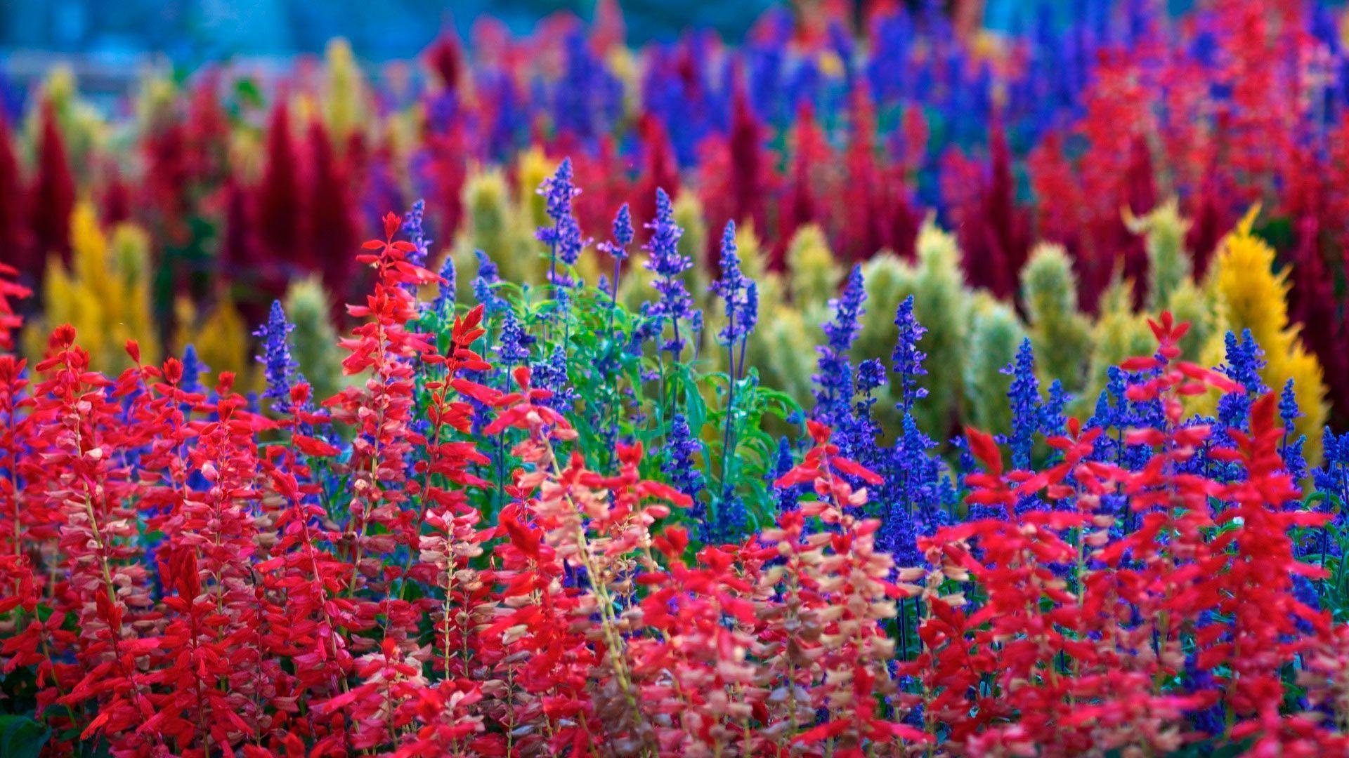 Colorful Flowers Wallpaper 16870 1920x1080 px