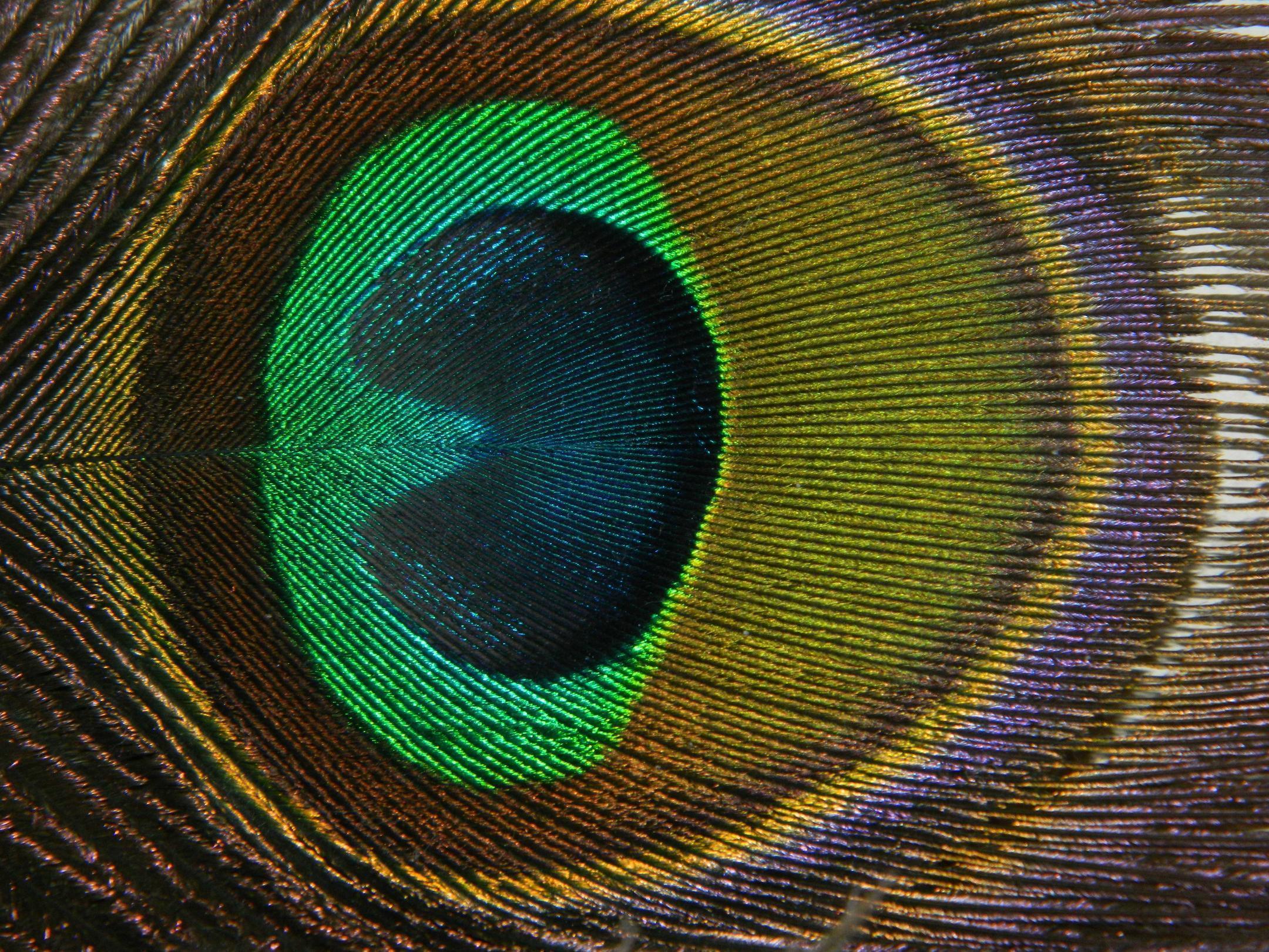 Macro Peacock Feather in Abstract