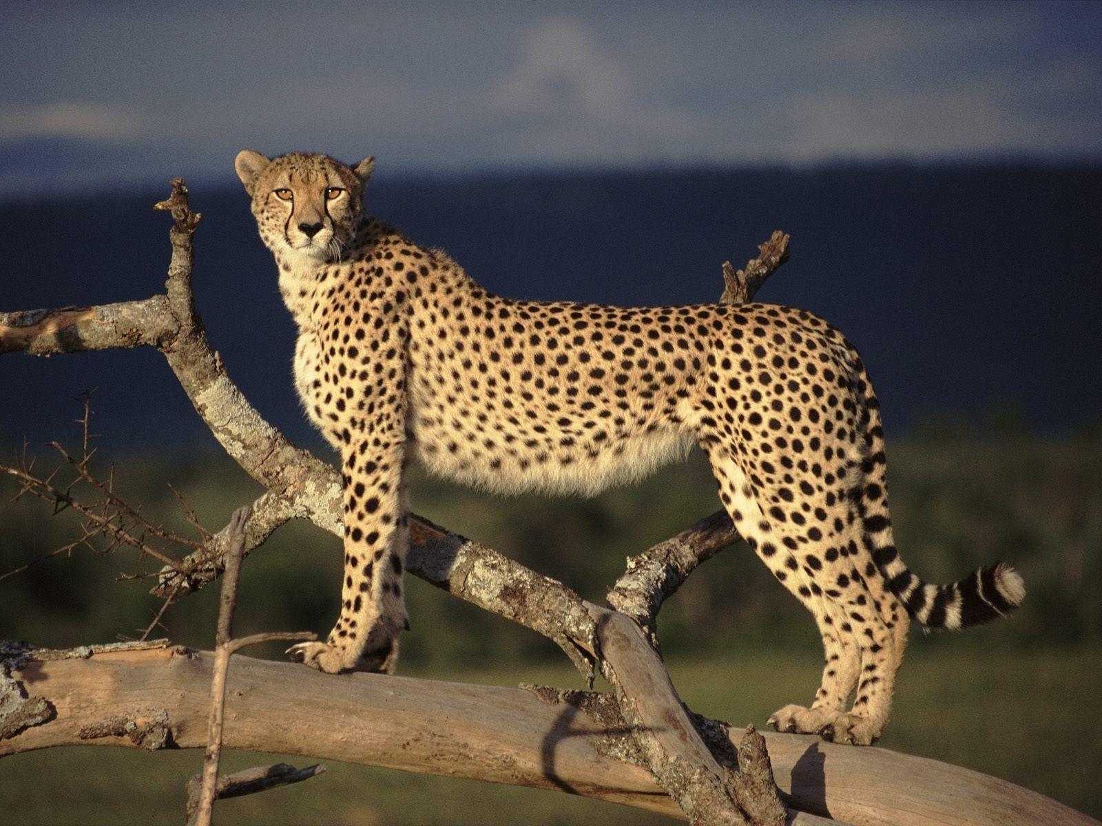 Female Cheetah on the Lookout Wallpaper Big Cats Animals