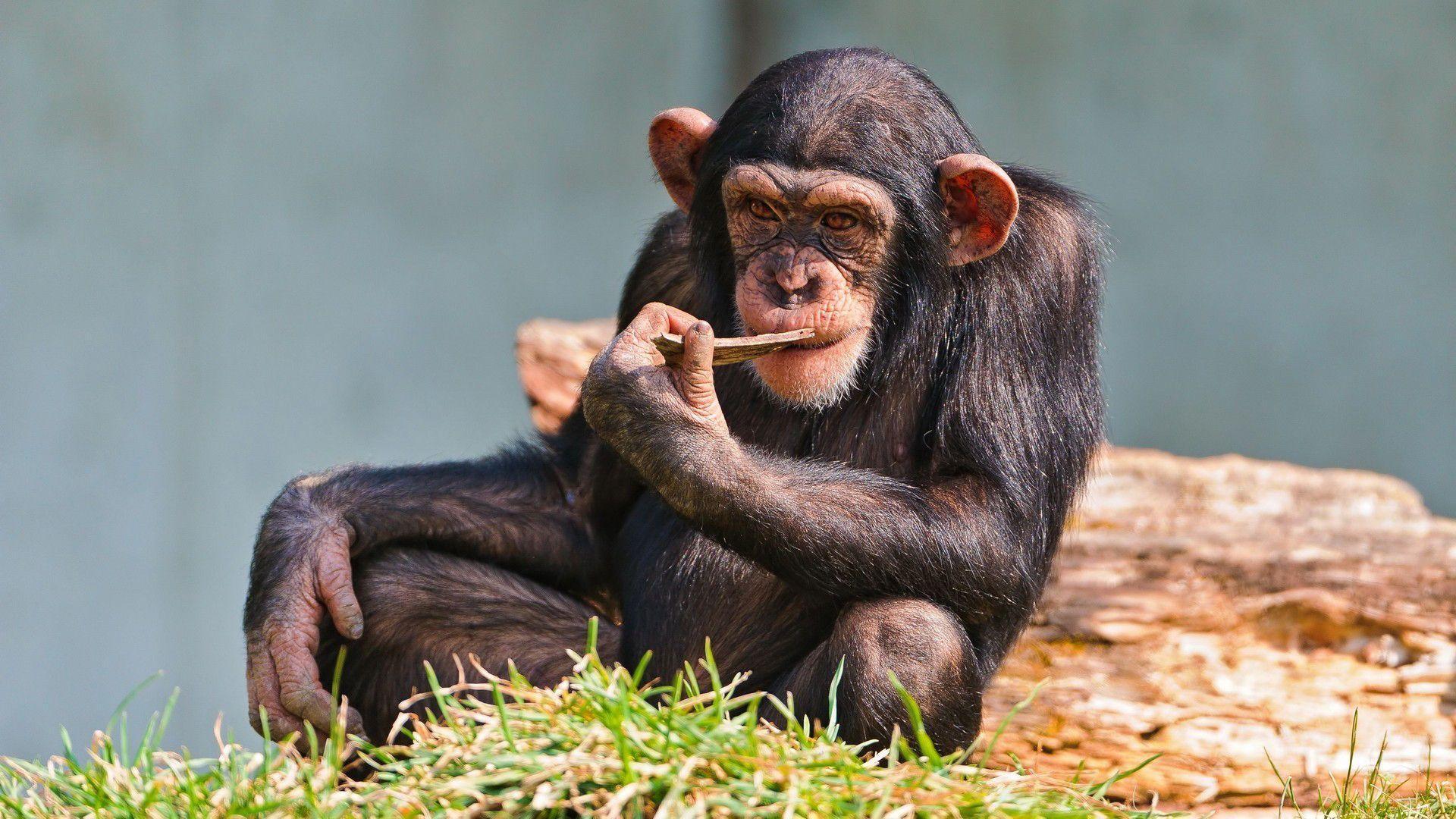 chimpanzee photo Wallpaper