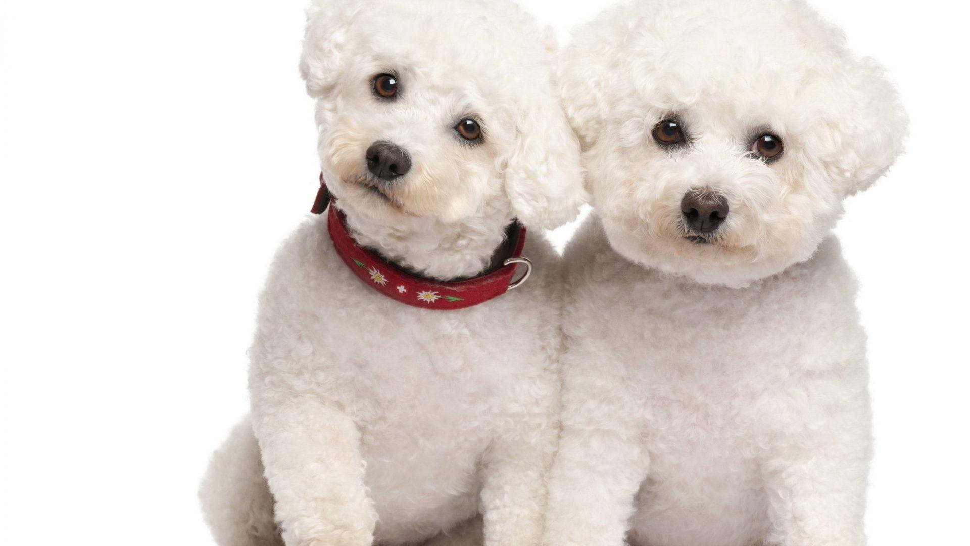 image For > Cute Toy Poodle Wallpaper