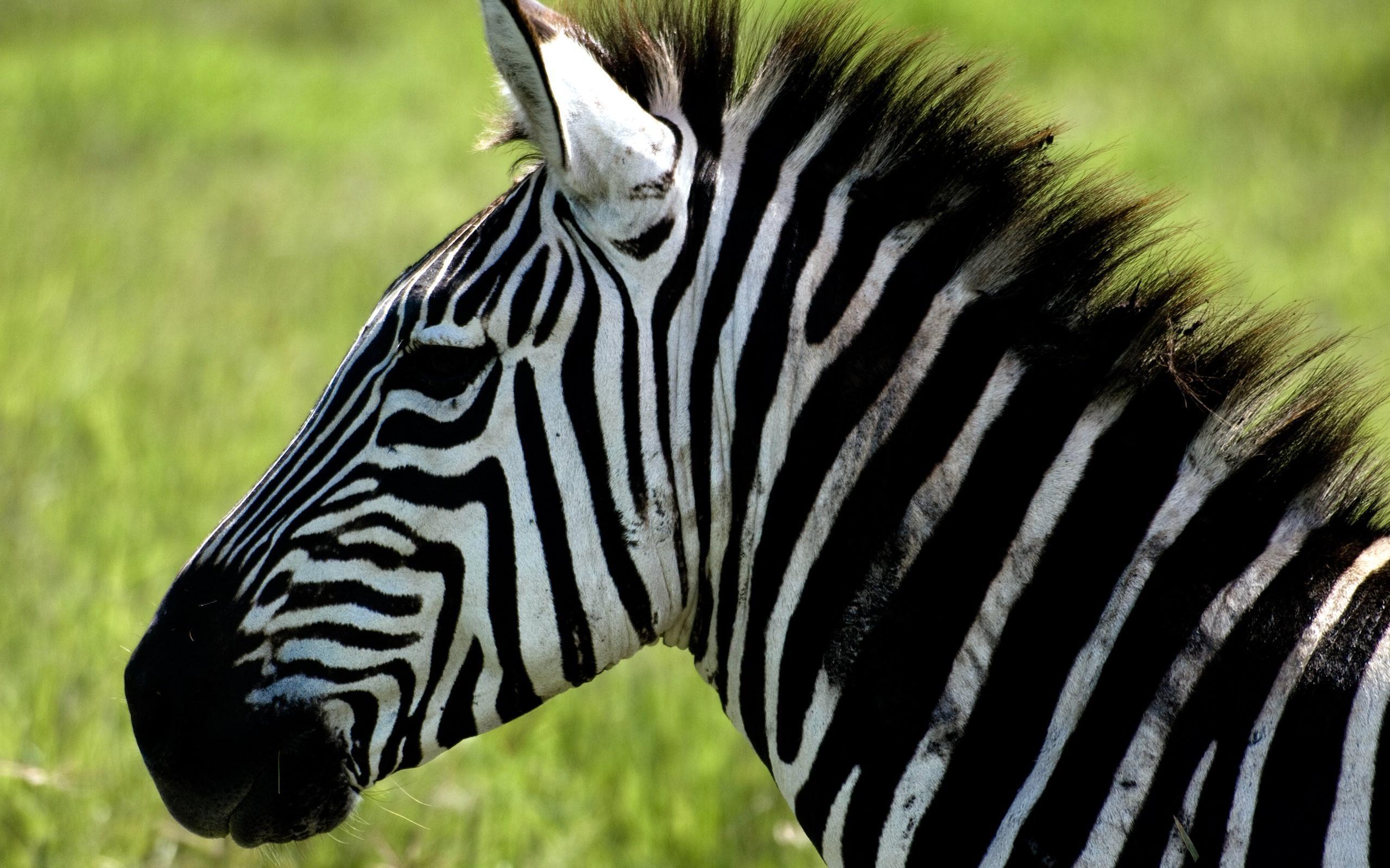 Zebra Nature Desktop Background