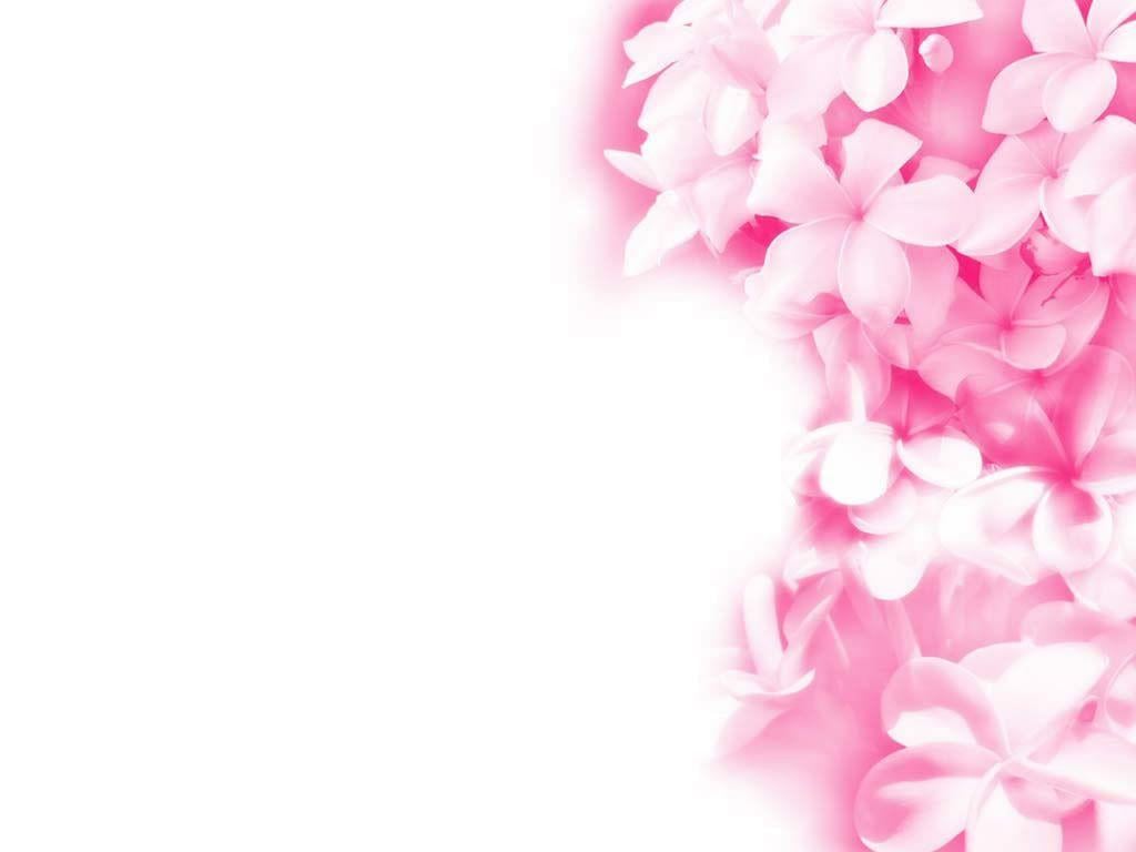 Flowers For > Pink Flowers Background