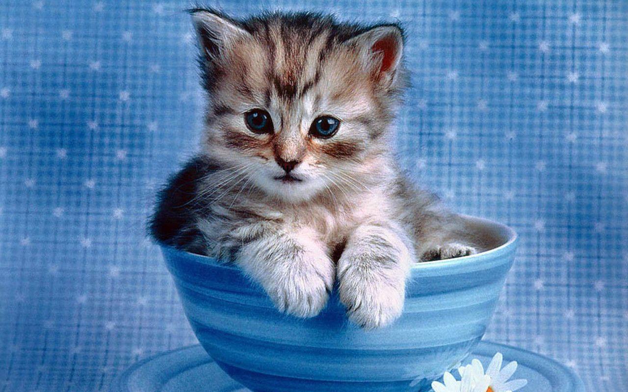 Free Cute Kitten Wallpapers - Wallpaper Cave