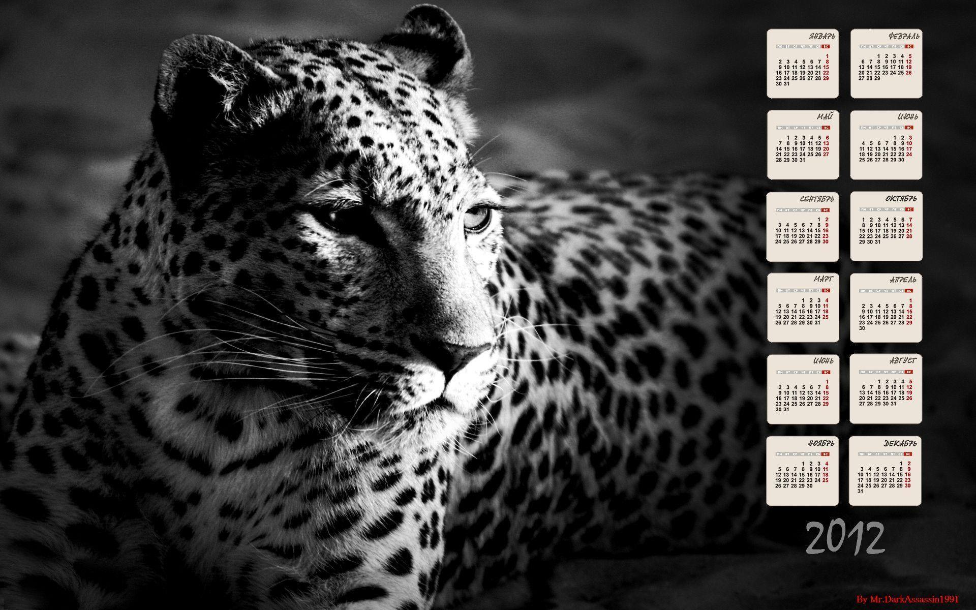 Download wallpaper Calendar, style, black, cheetah free desktop