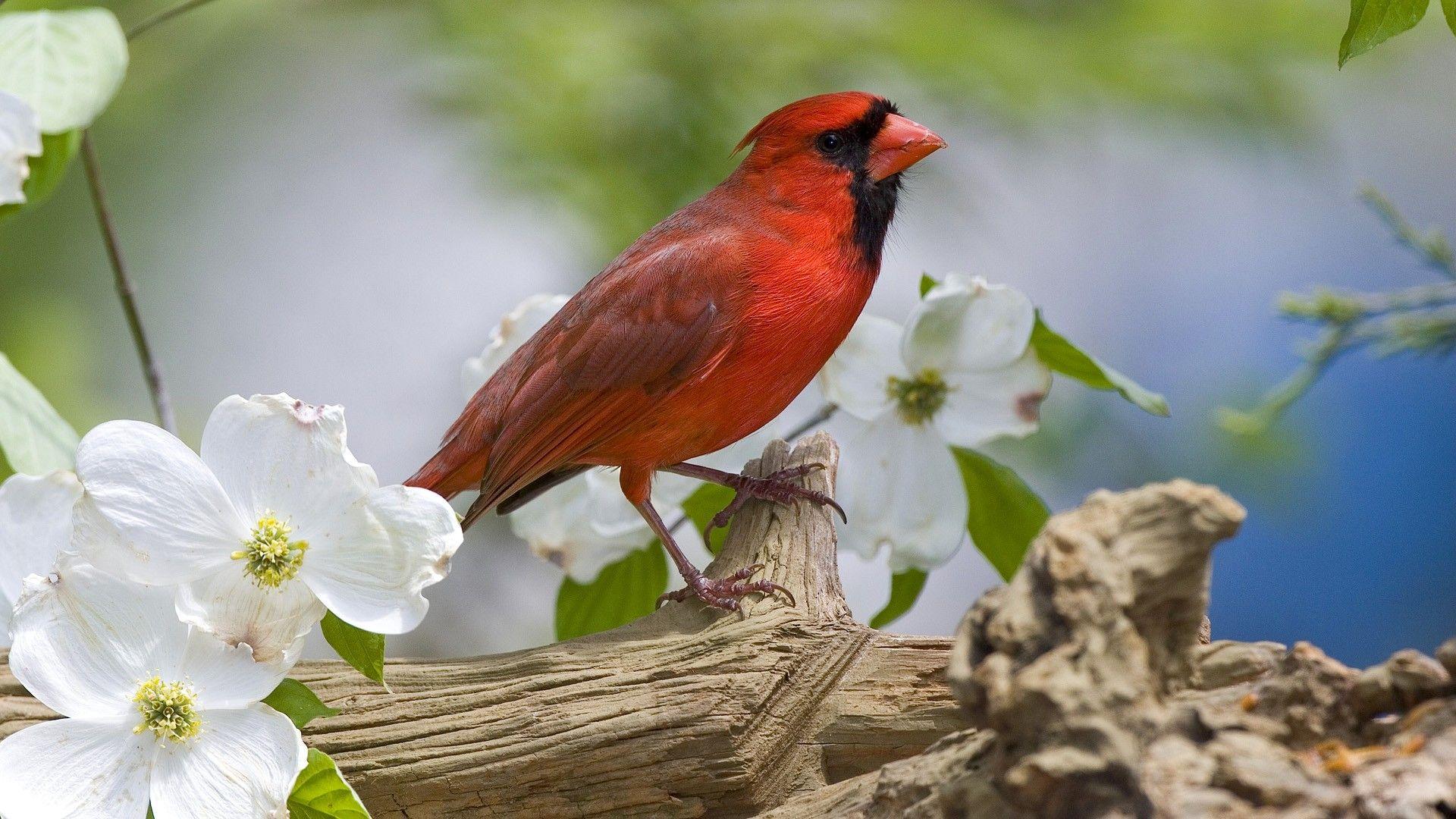 Birds Cardinal wallpaper