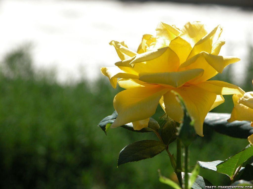 Free Yellow Rose Natural Wallpaper Download Background Picture