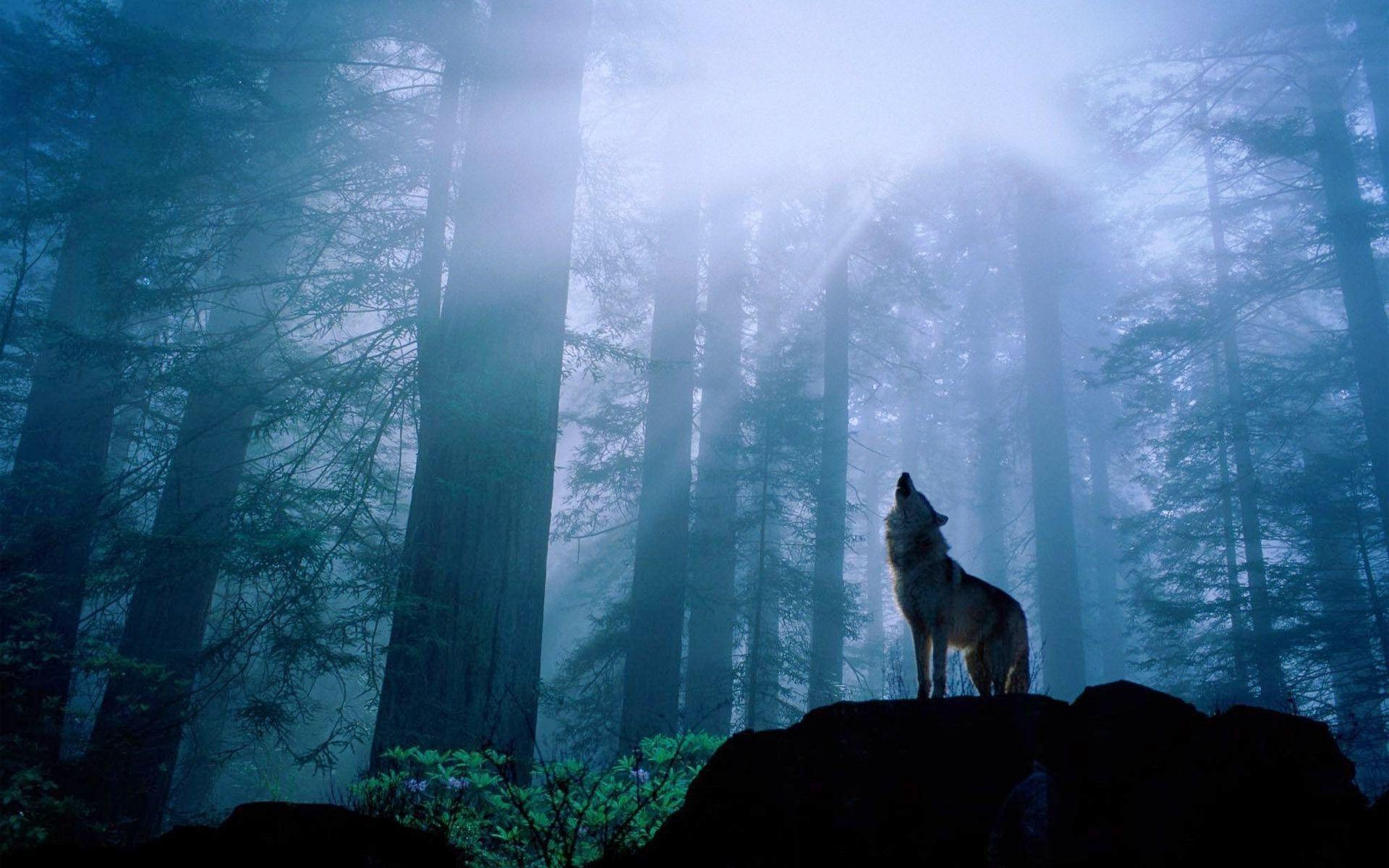 Wolf Howling at Night Free and Wallpaper