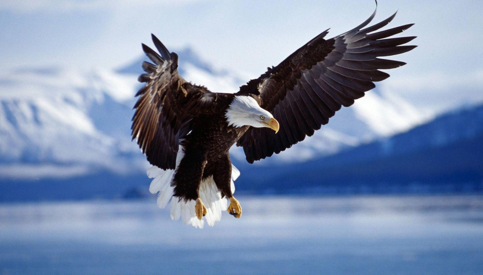 Bald Eagle Flying with Open Wings Against Landscape Wallpaper
