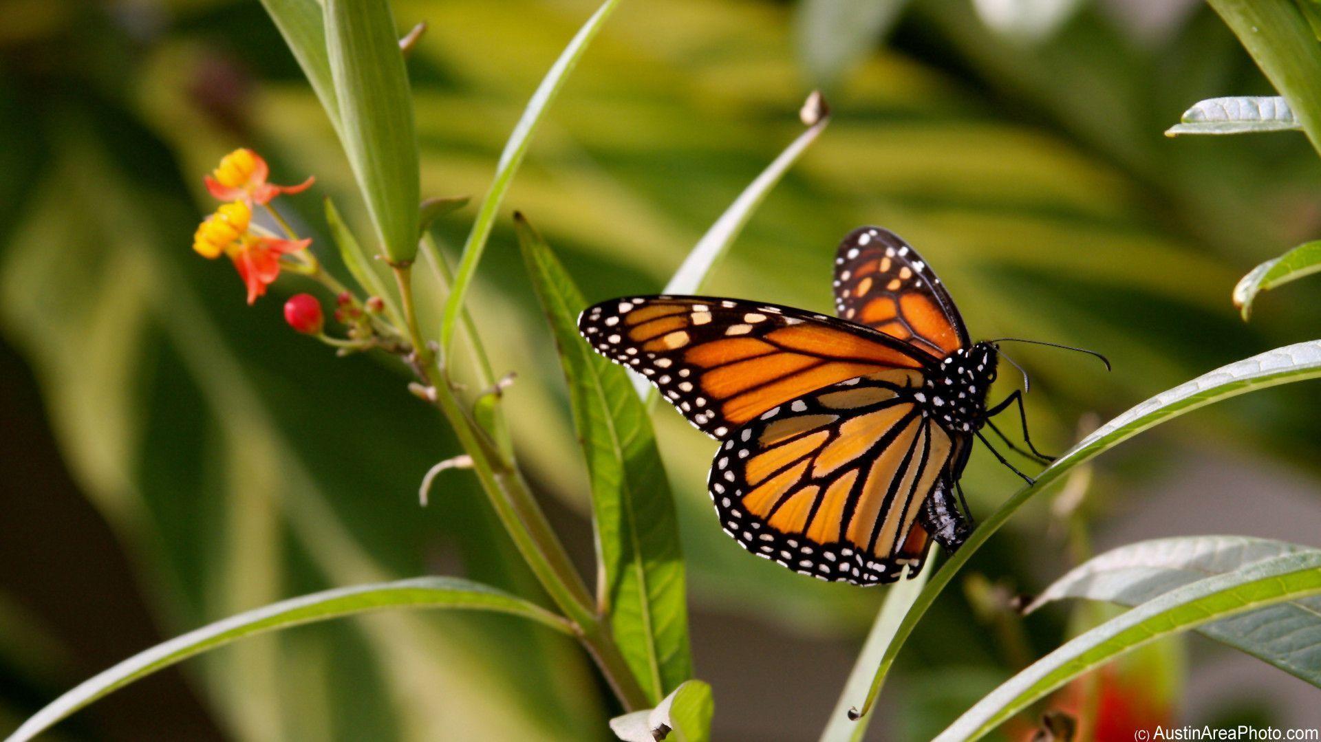 Animals For > Monarch Butterfly Wallpaper HD