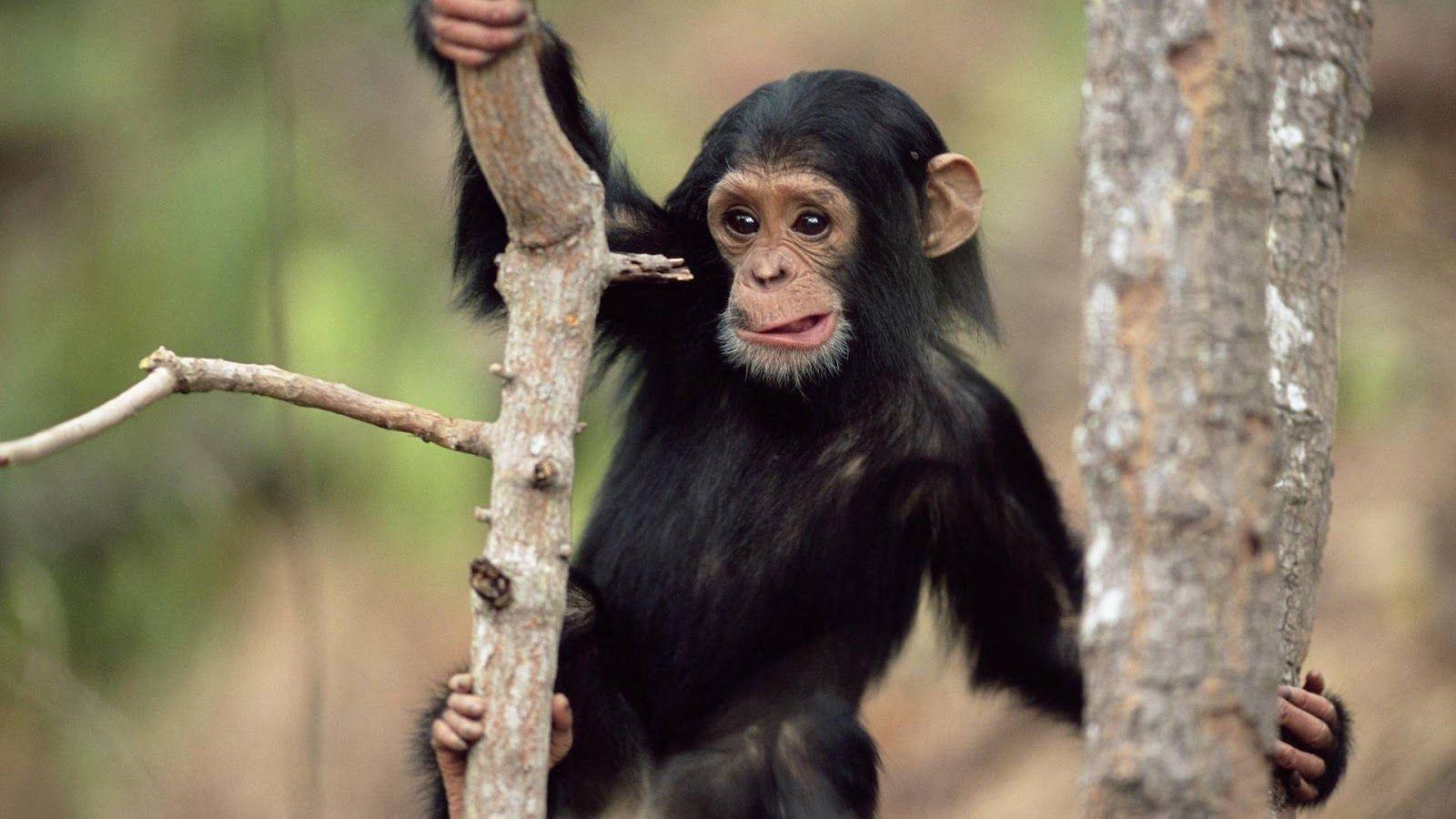 Monkey HD wallpaper on tree monkey picture