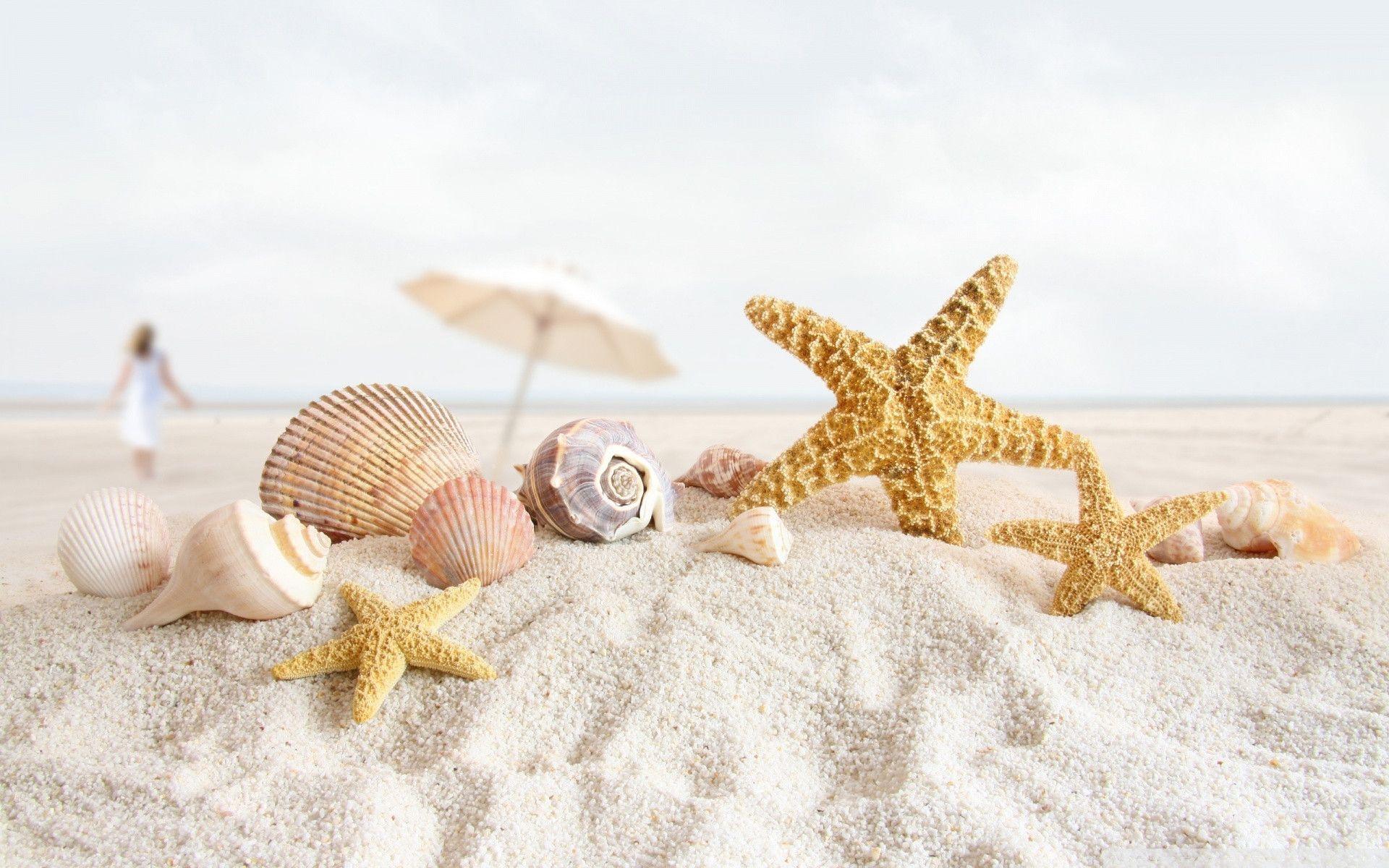 image For > Pretty Seashells Wallpaper