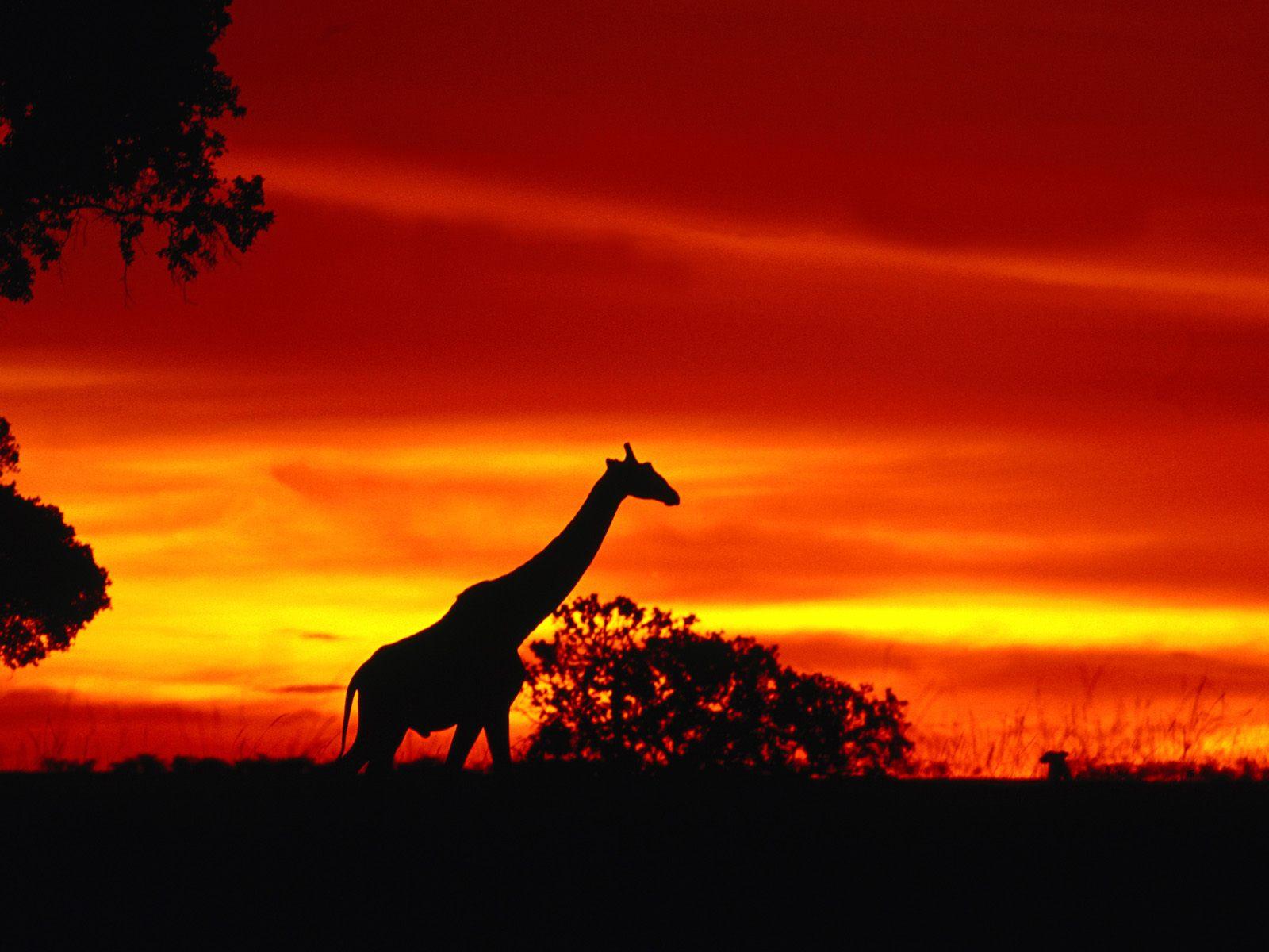 Giraffes animals in sunset free desktop background