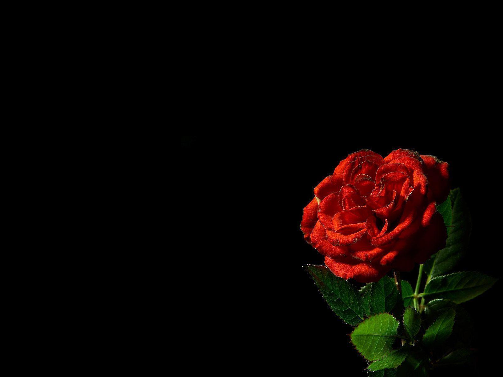 Beautiful Red Rose desktop wallpaper