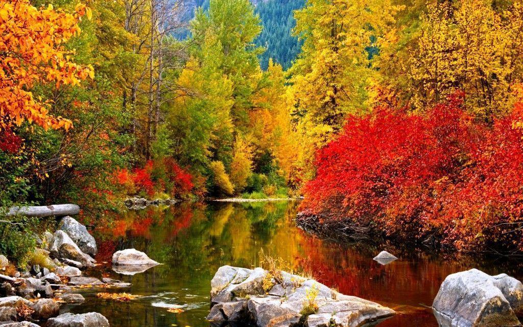 Fall Forest Wallpaper. coolstyle wallpaper