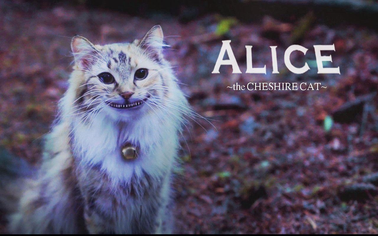 Alice Cheshire Cat Wallpaper by Kaboomduck D3kre9o Wallshq