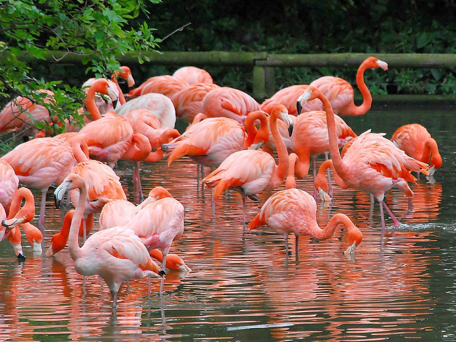 Animals For > Red Flamingo Wallpaper