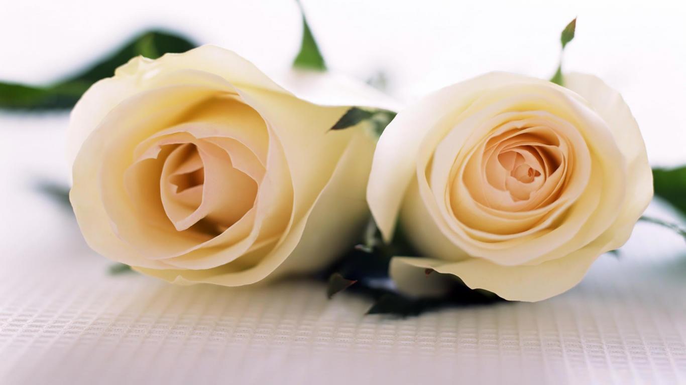 White Roses Wallpapers - Wallpaper Cave