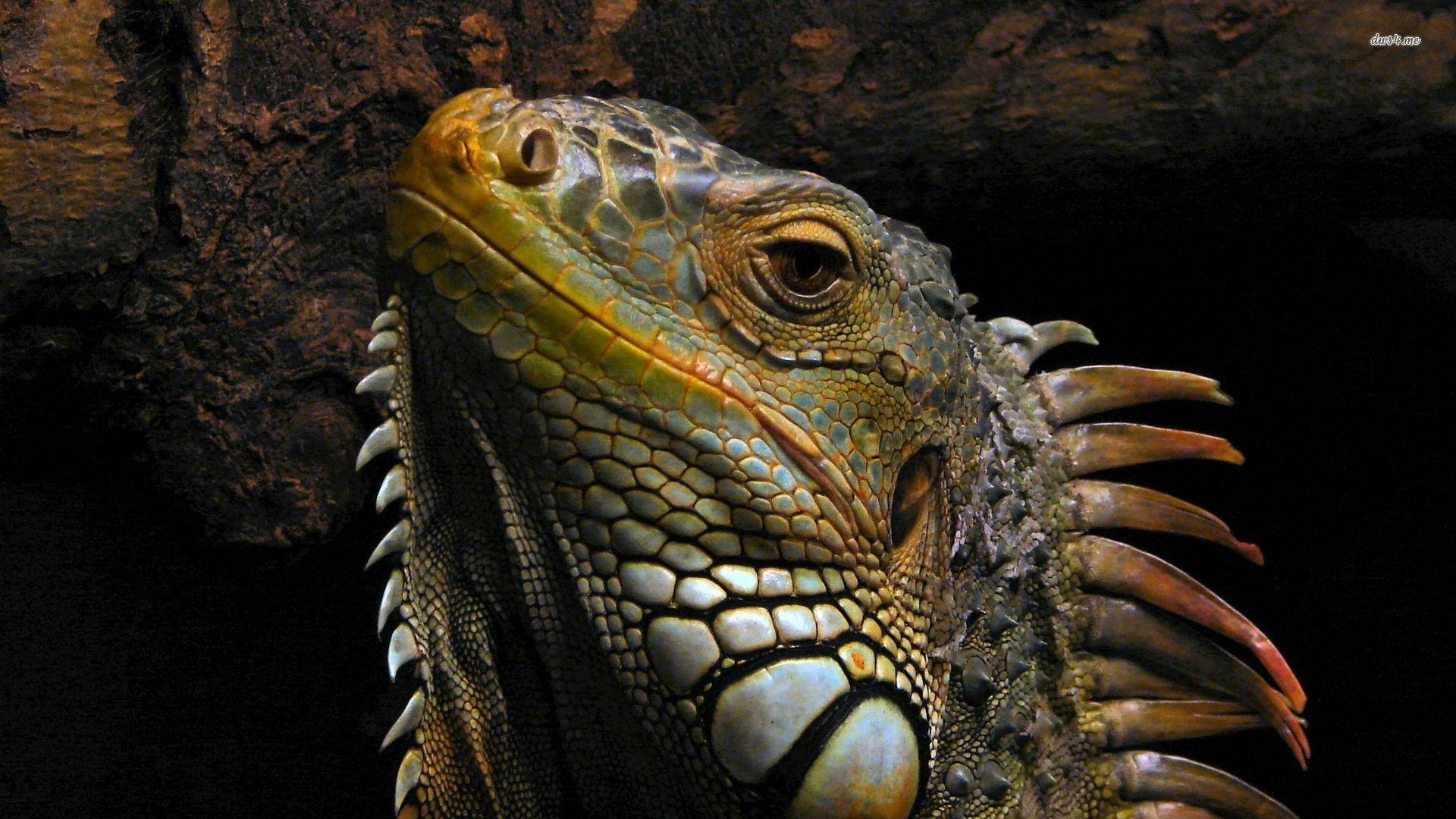 Iguana Wallpapers - Wallpaper Cave