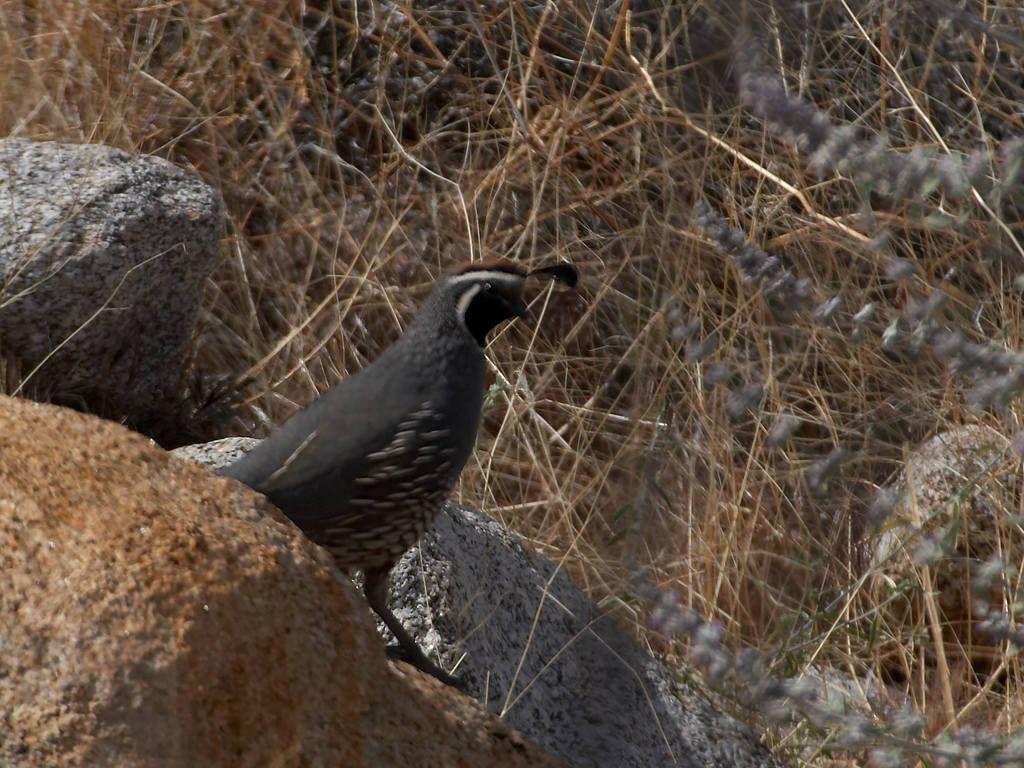 Public domain image picture of quail bird in the desert