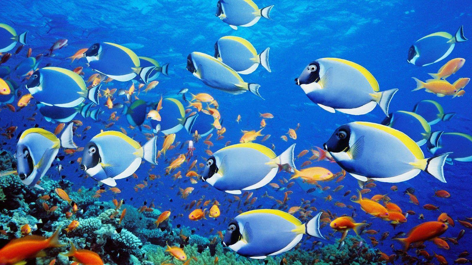 Group of tropical blue fish wallpaper. HD Animals Wallpaper