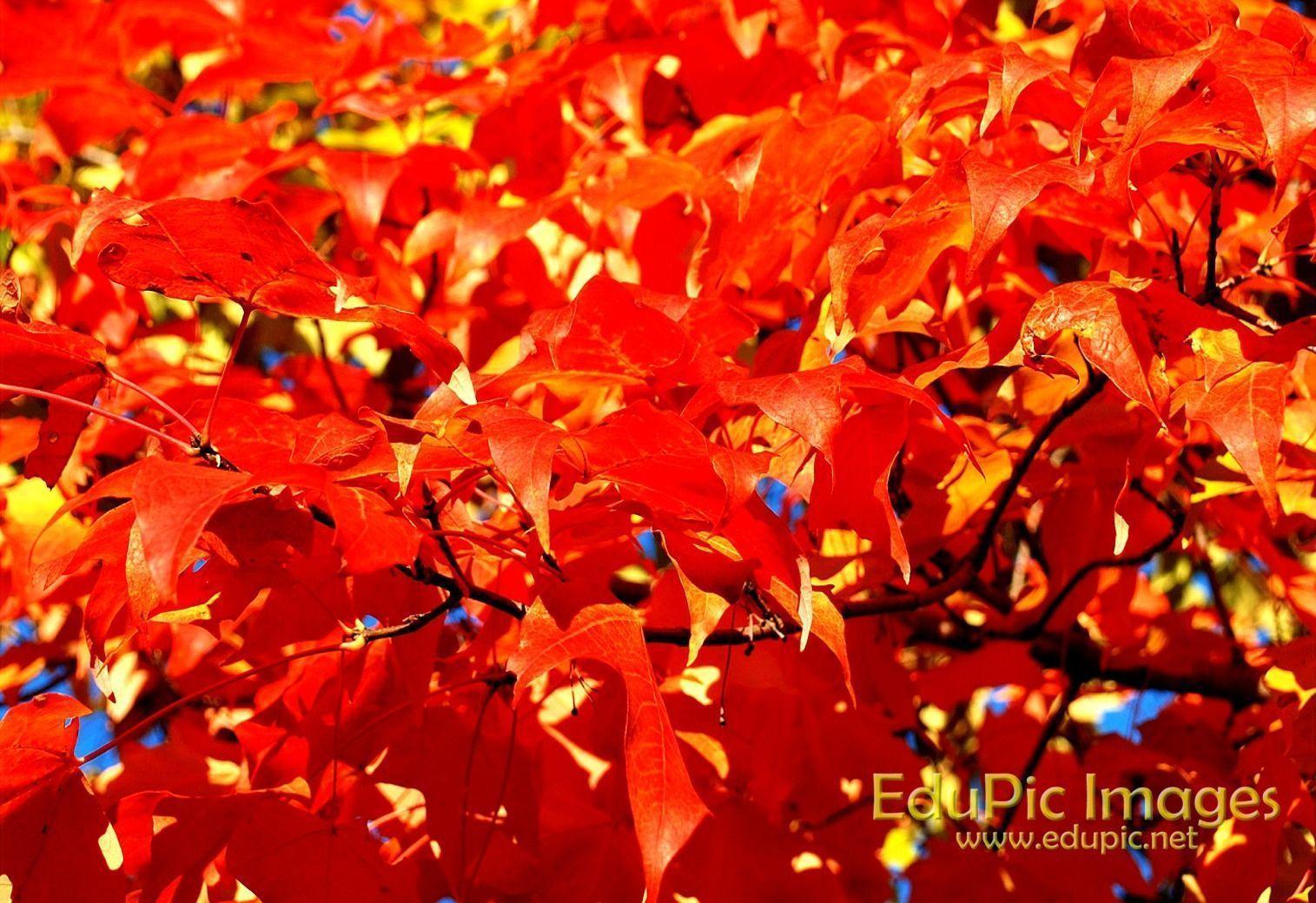 Fall Colors Desktop Wallpapers - Wallpaper Cave