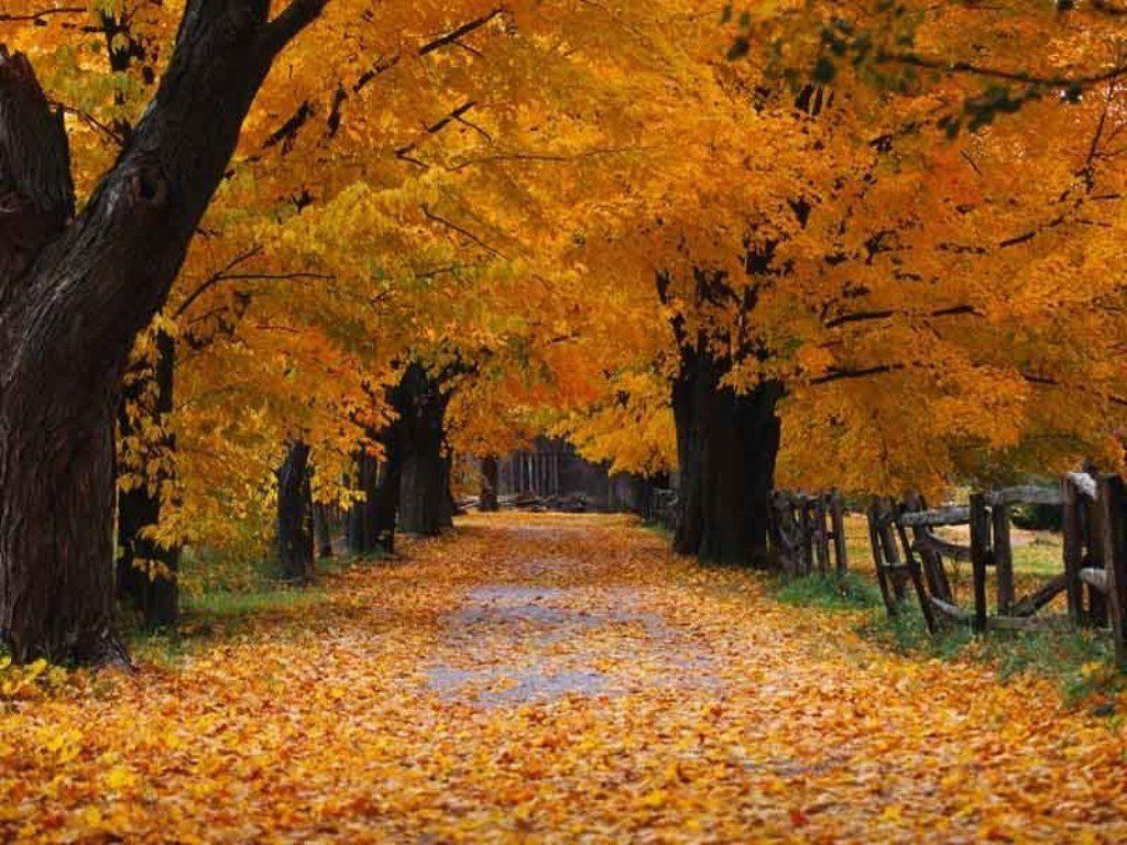Fall Background. Free Internet Picture