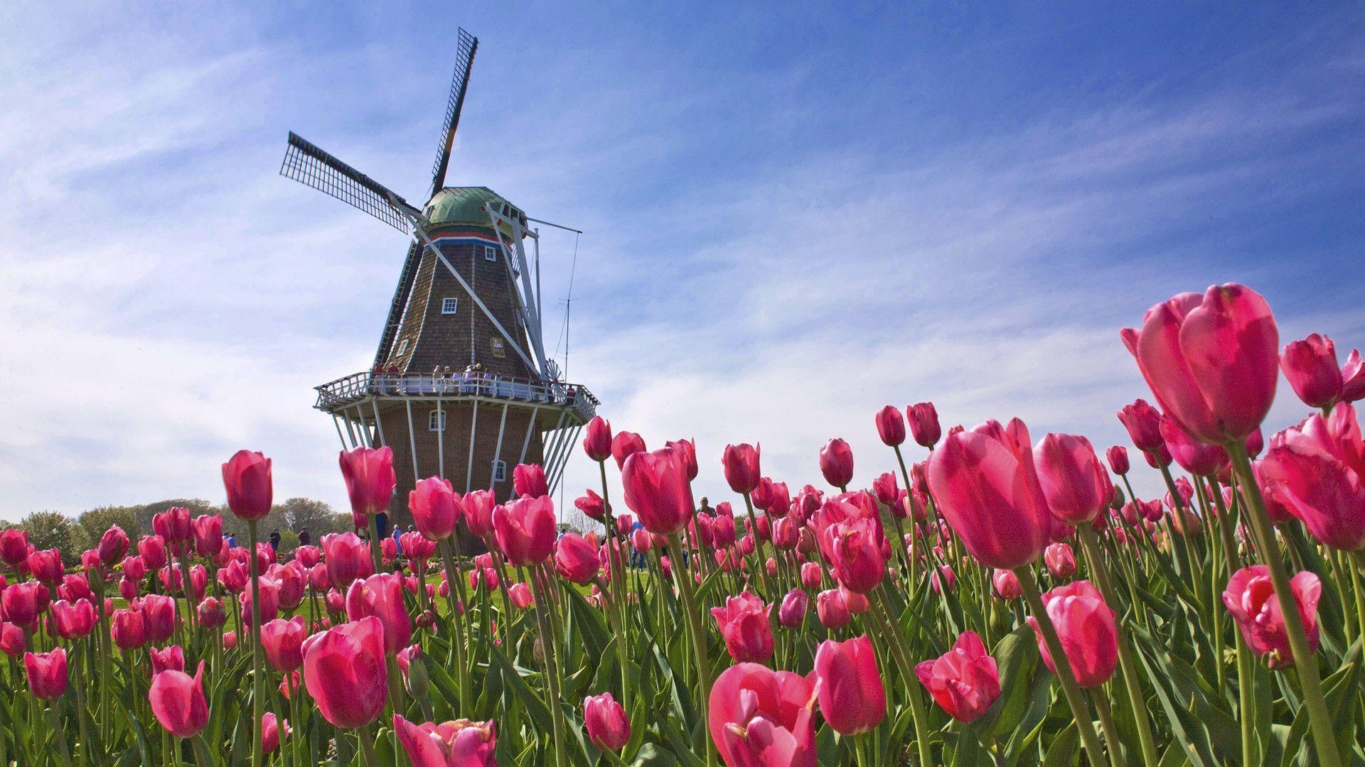 Windmill Tulips Wallpaper