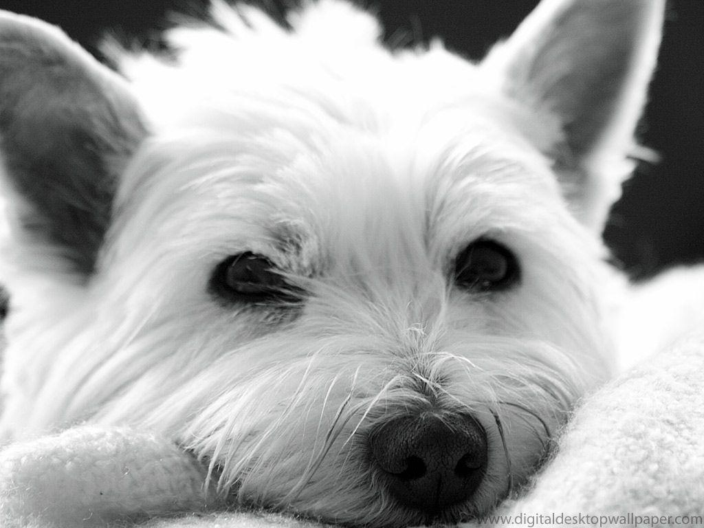 Cute Westie, West Highland Terrier Dog Desktop Wallpaper