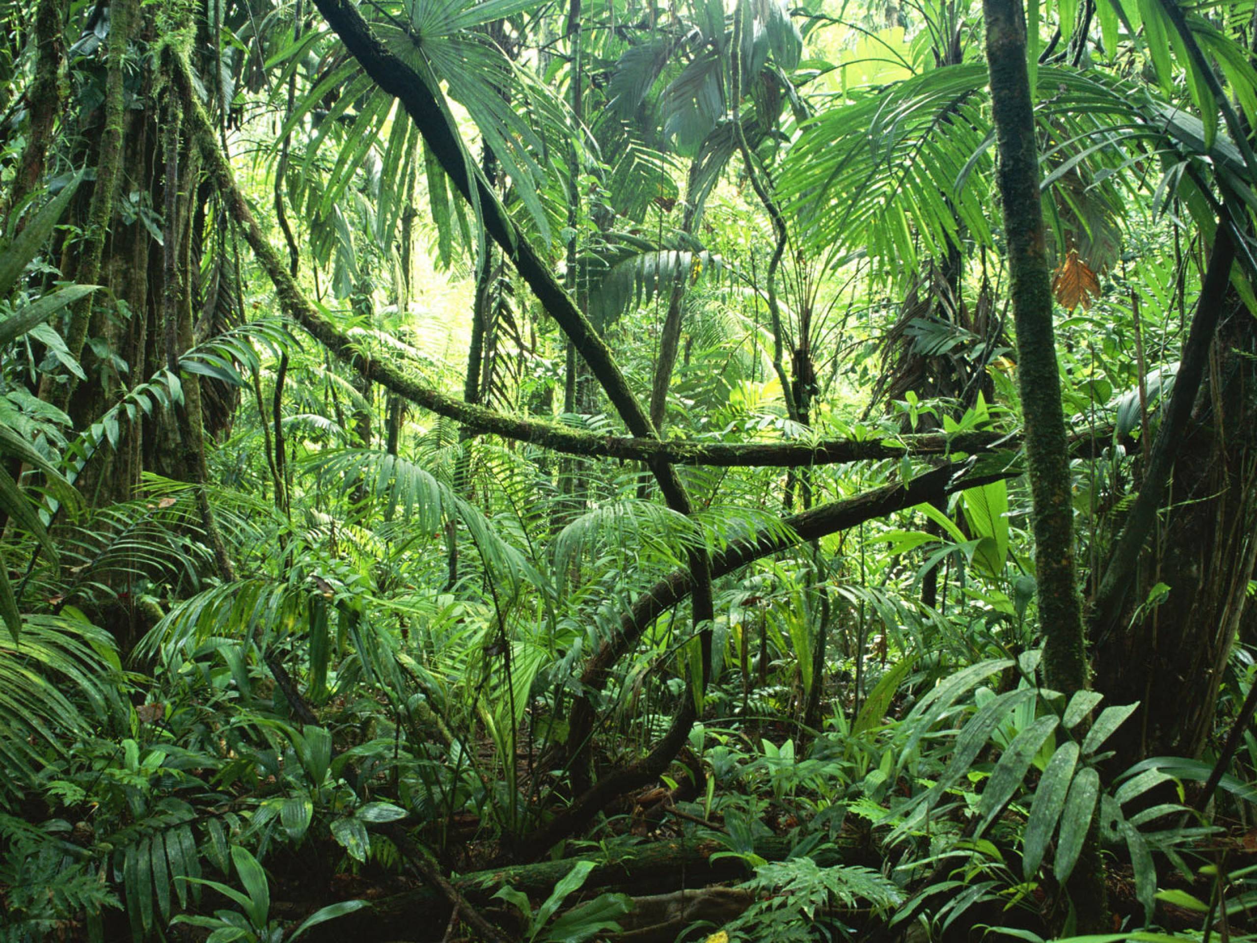 image For > Rainforest Background Clipart