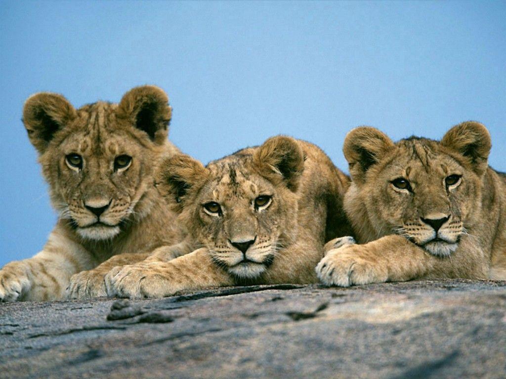 Animals For > Lion Cubs Wallpaper