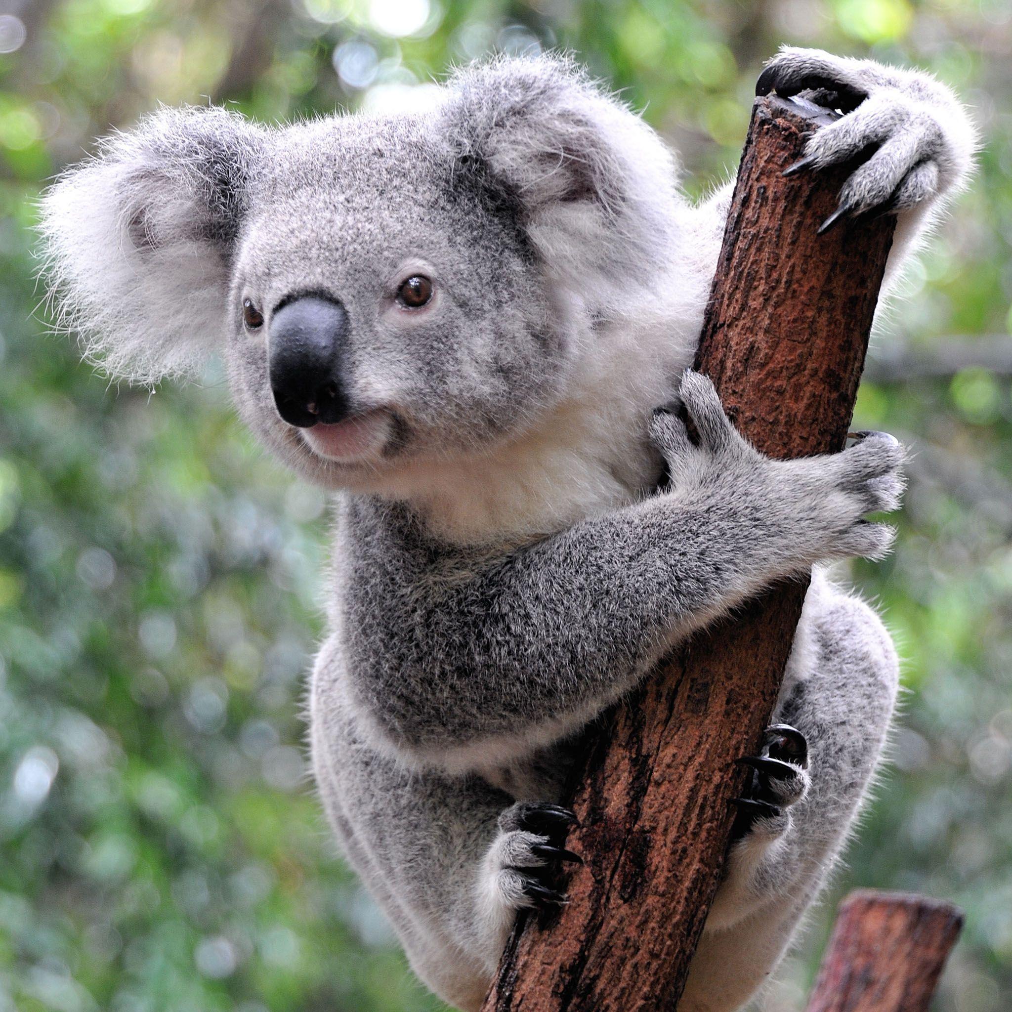Curious Koala / HD iPad Wallpaper