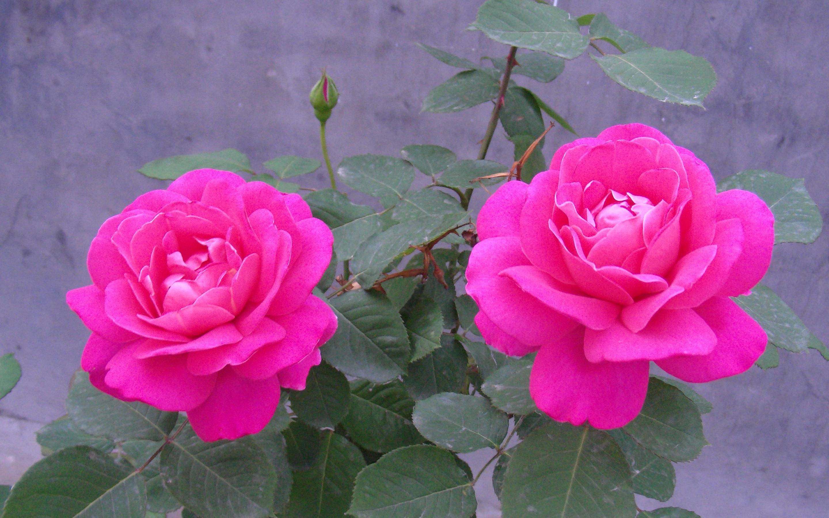 HD Wallpaper Nature Flowers Rose