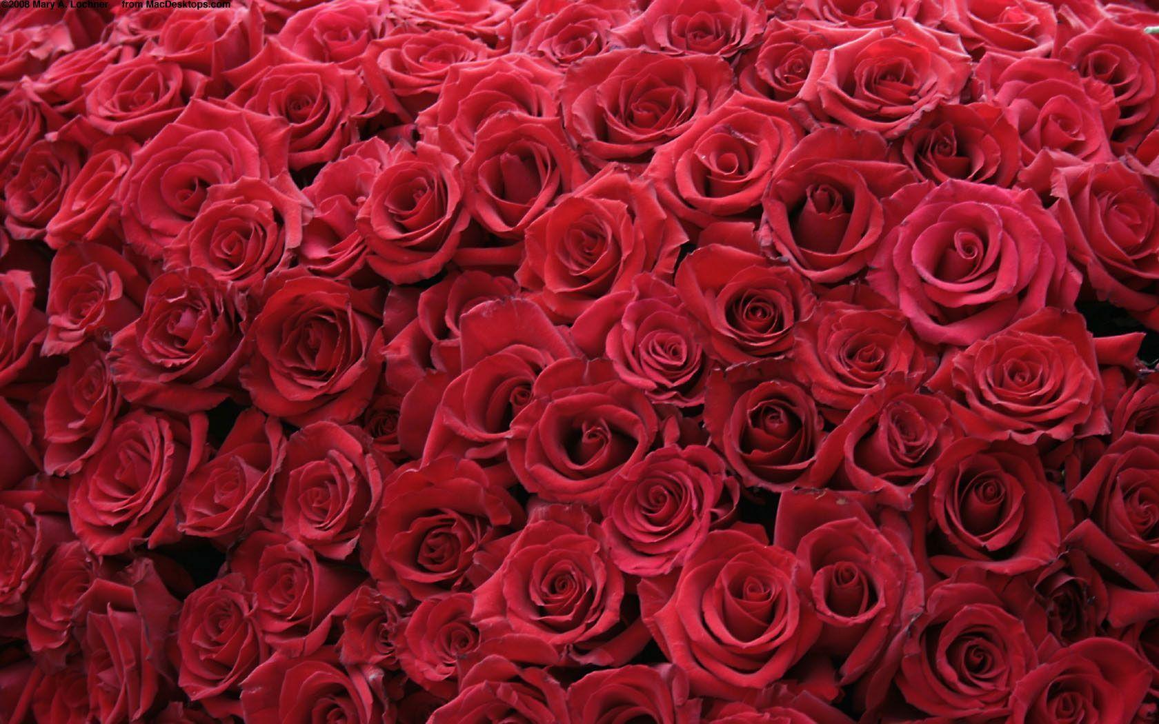Red Abstract Roses Free Wallpaper 1680x1050PX Wallpaper Free