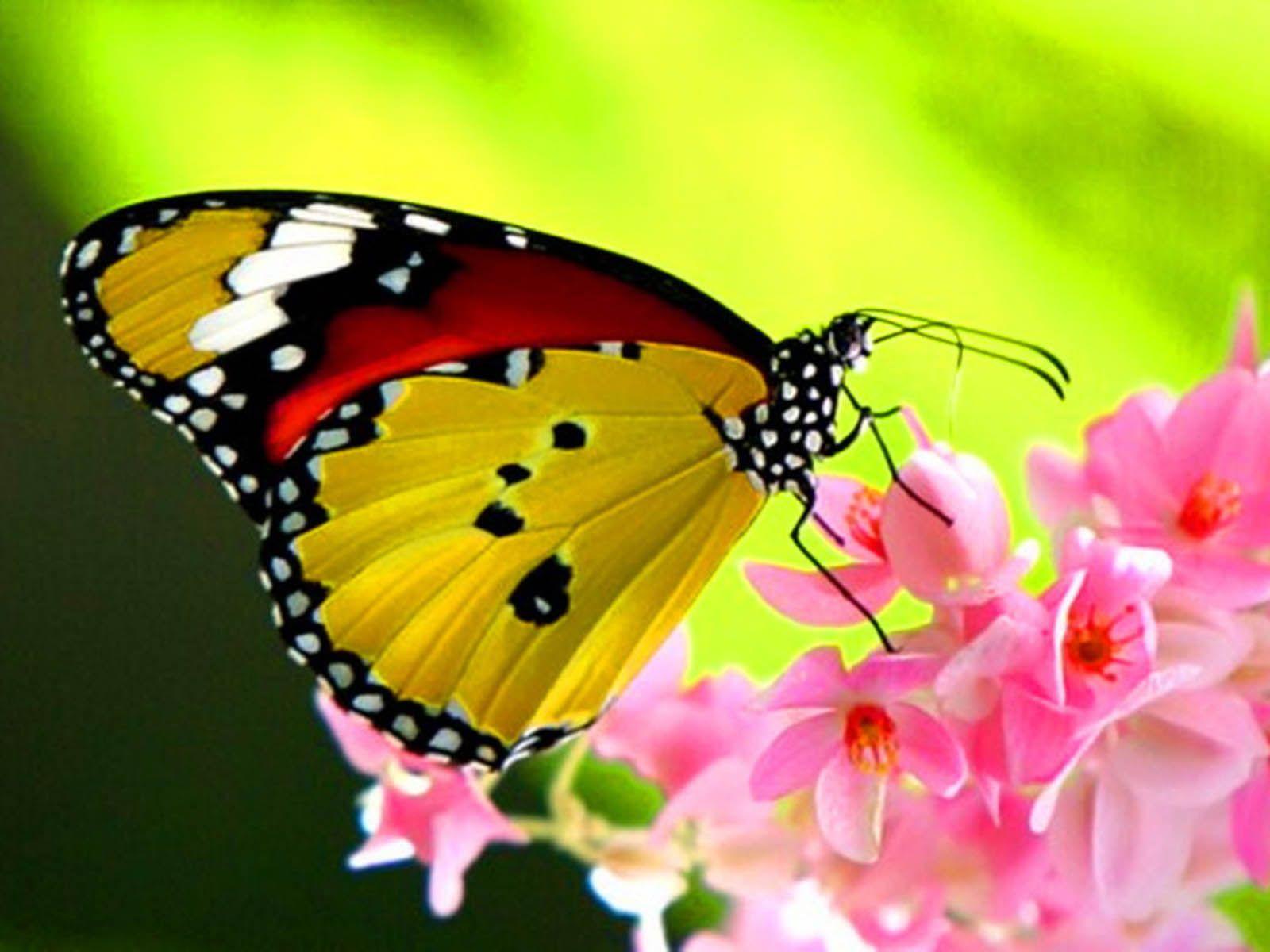 A Beautiful Butterfly On A Flower Butterflies Wallpaper
