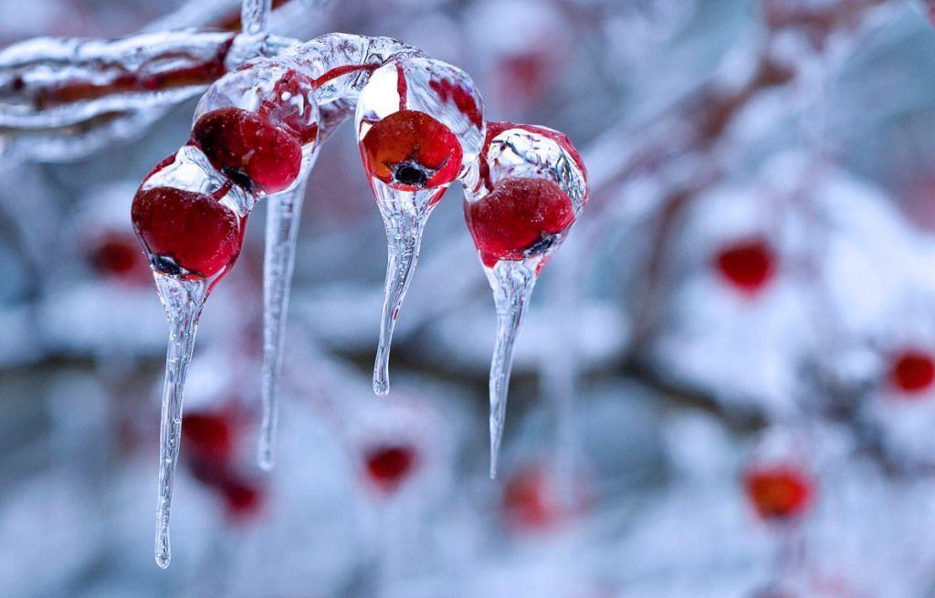 Winter Nature Photography. Download HD Wallpaper
