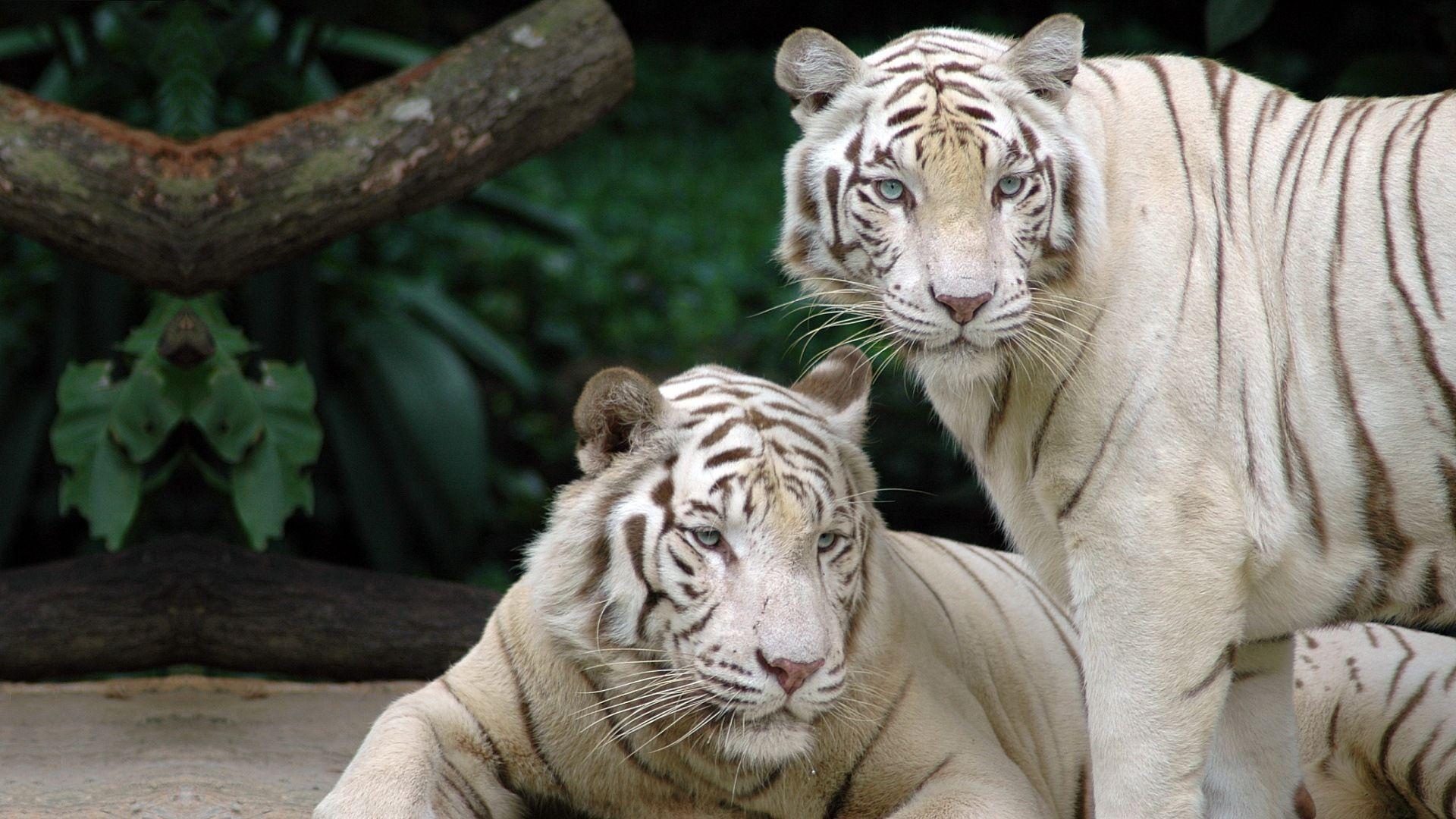 White Tigers Pair Wallpaper