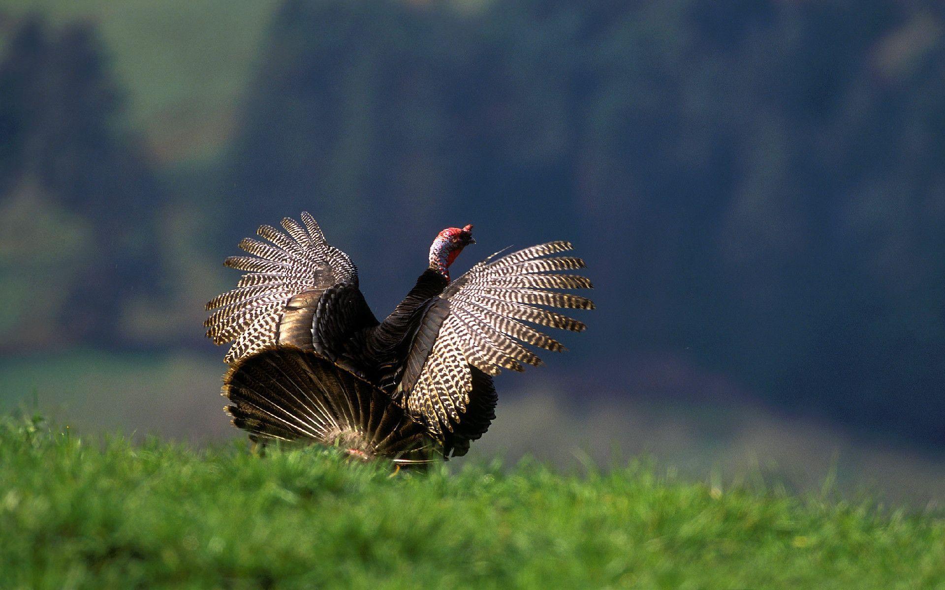 Wild Turkey Flying. Paravu.com. HD Wallpaper and Download Free